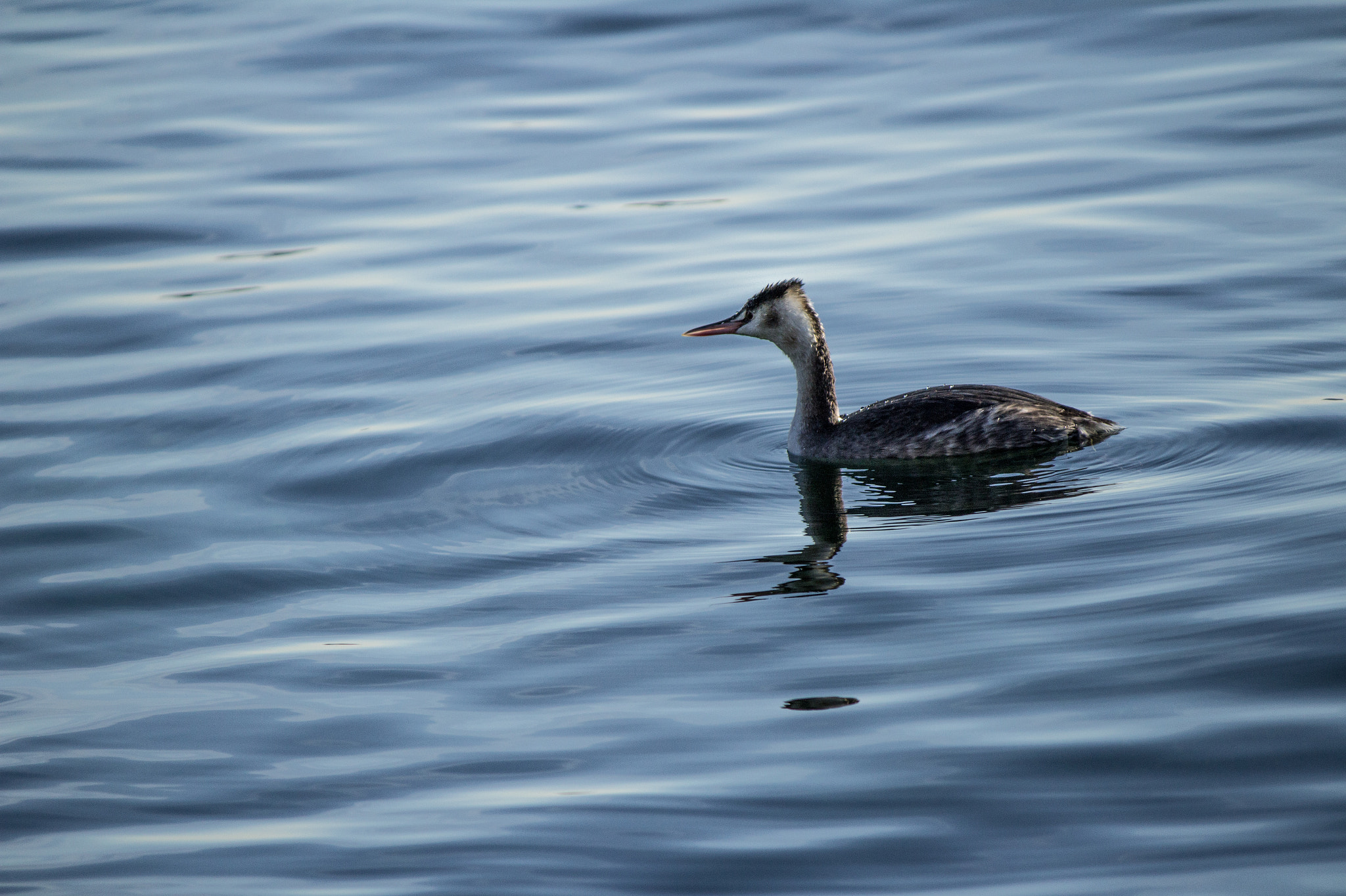 Canon EF-S 55-250mm F4-5.6 IS sample photo. Animal's reflex photography