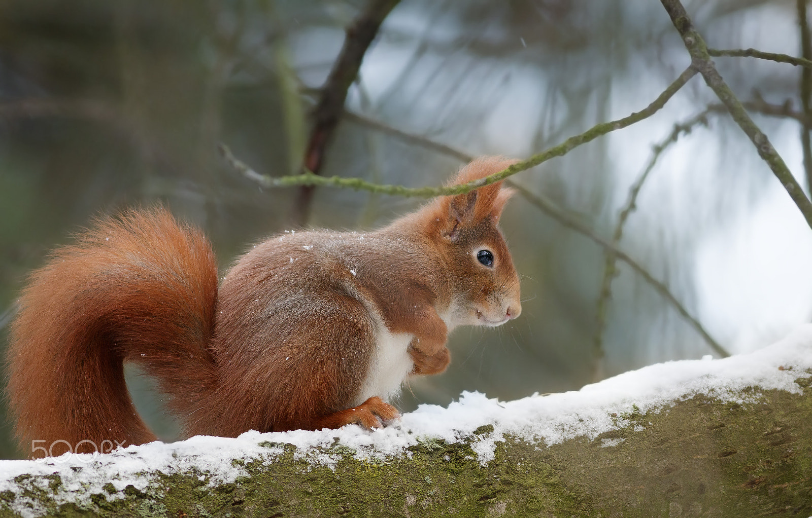 Canon EOS 80D + Canon EF 400mm F5.6L USM sample photo. Veverčak na větvi:-)) photography