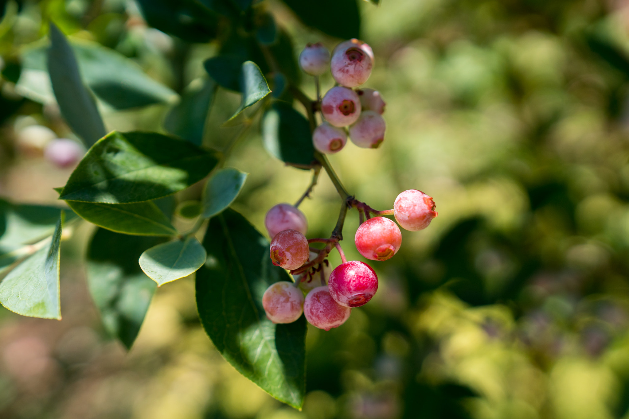 Sony a6300 sample photo. Sunny day photography