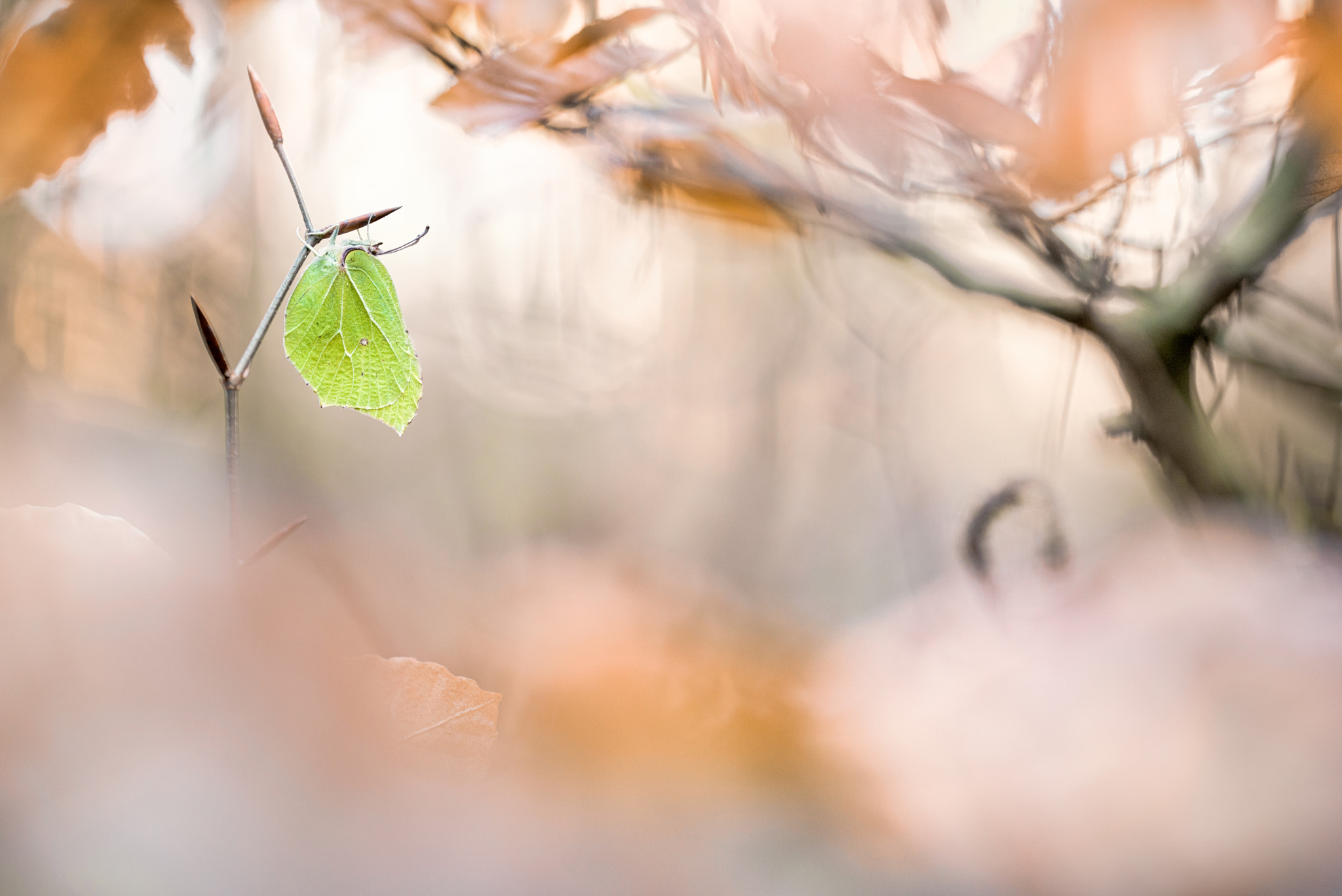 Sigma 150mm F2.8 EX DG OS Macro HSM sample photo. Hibernating common brimstone photography