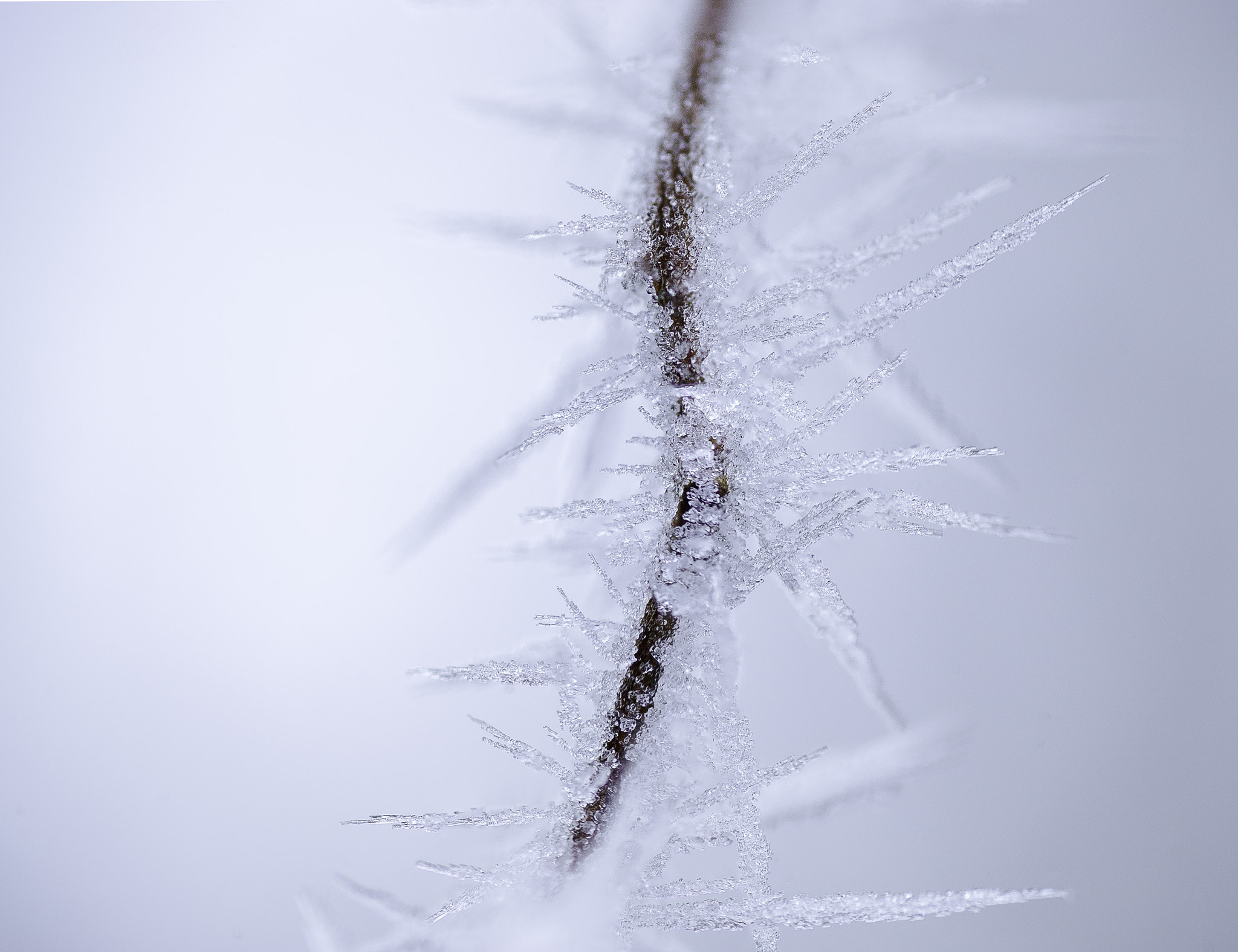 Nikon D3S sample photo. Winter trap photography
