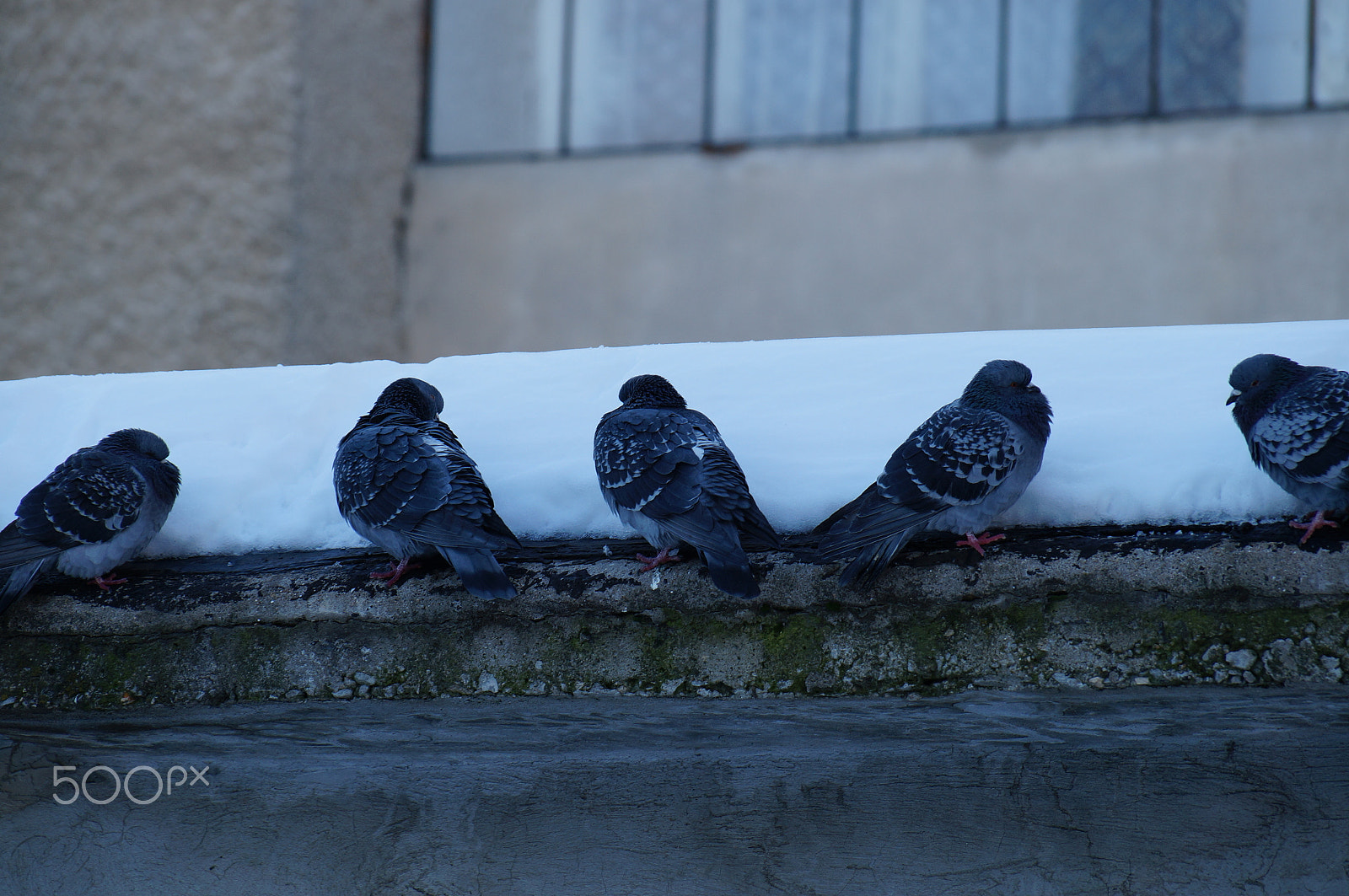 Sony SLT-A57 + Sony DT 18-135mm F3.5-5.6 SAM sample photo. Pigeons in the winter photography