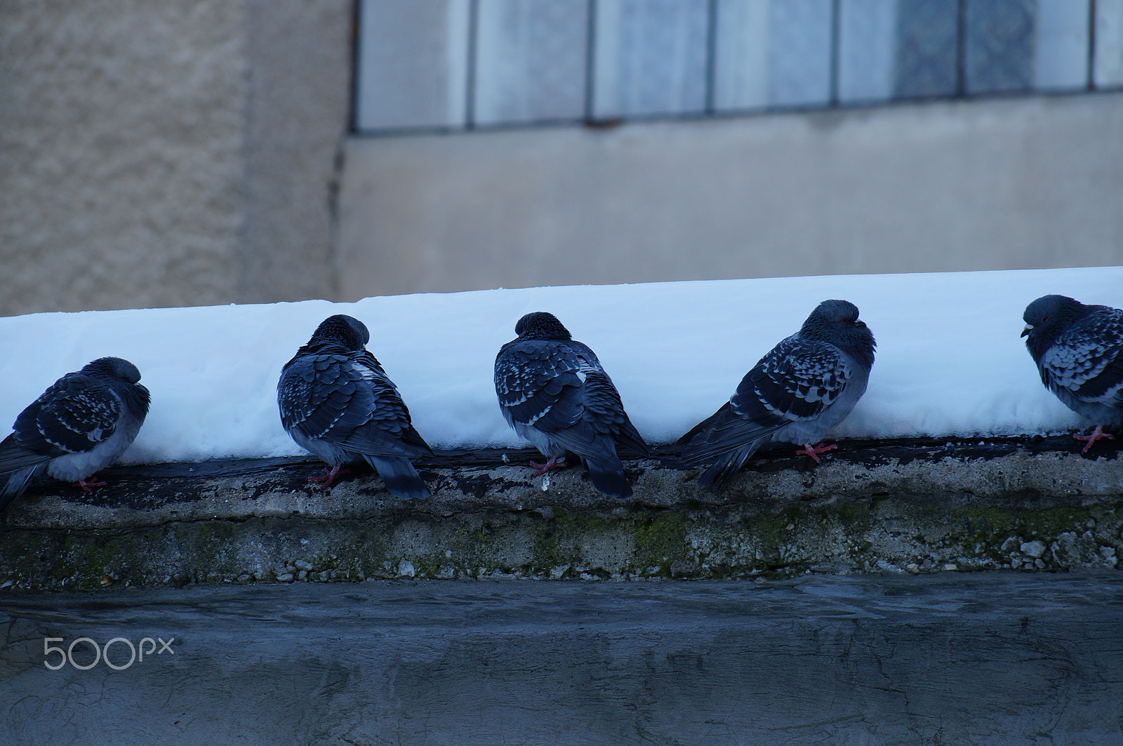 Sony DT 18-135mm F3.5-5.6 SAM sample photo. Pigeons in the winter photography