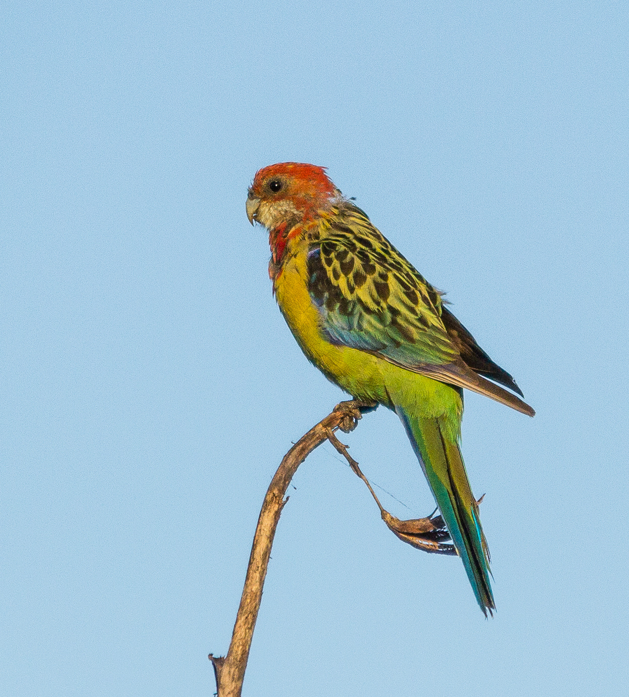 Canon EOS 60D + Sigma 70-200mm F2.8 EX DG OS HSM sample photo. Eastern rosella photography