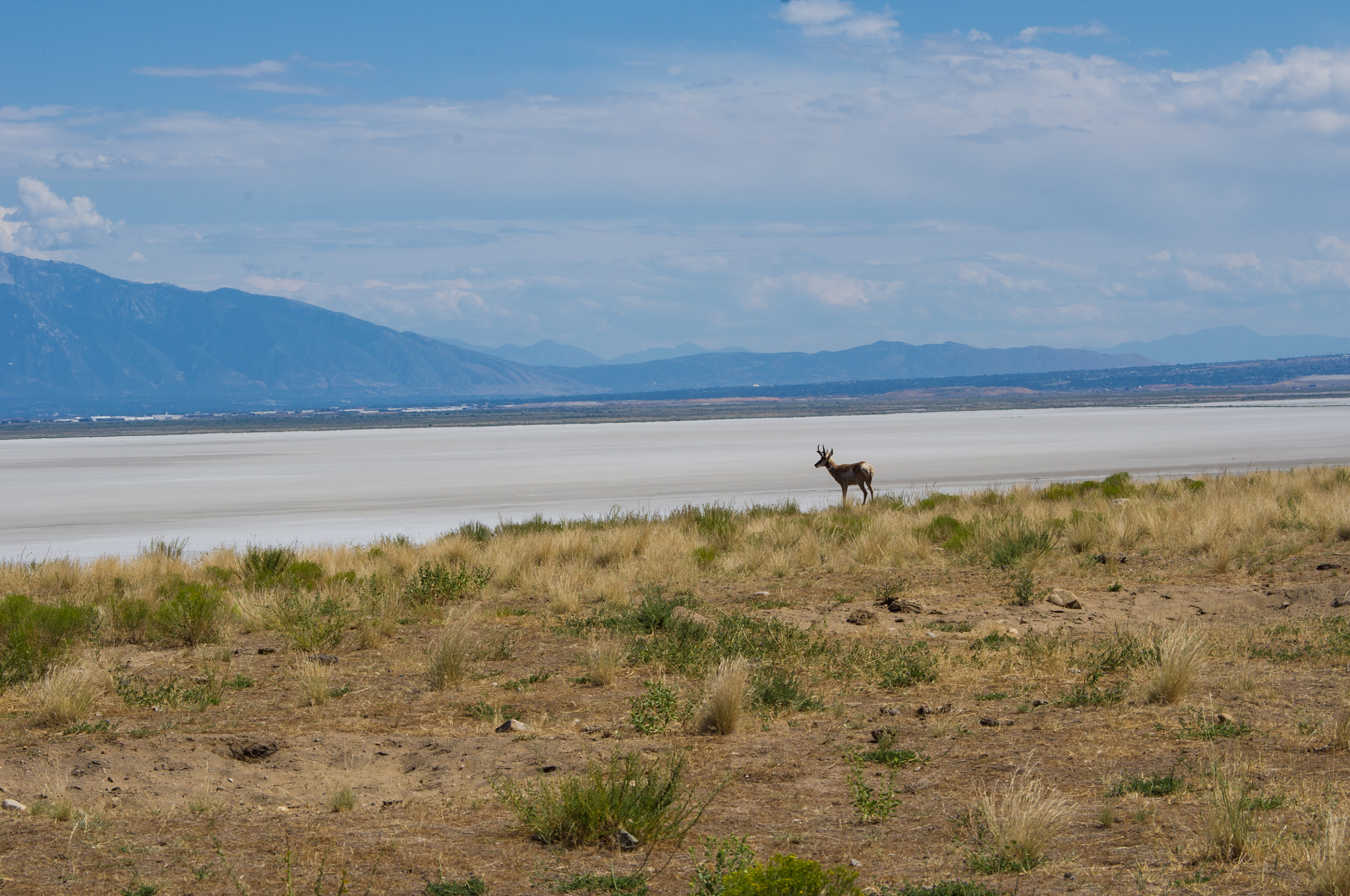 Pentax K-x sample photo. Salt lake pronghorn photography