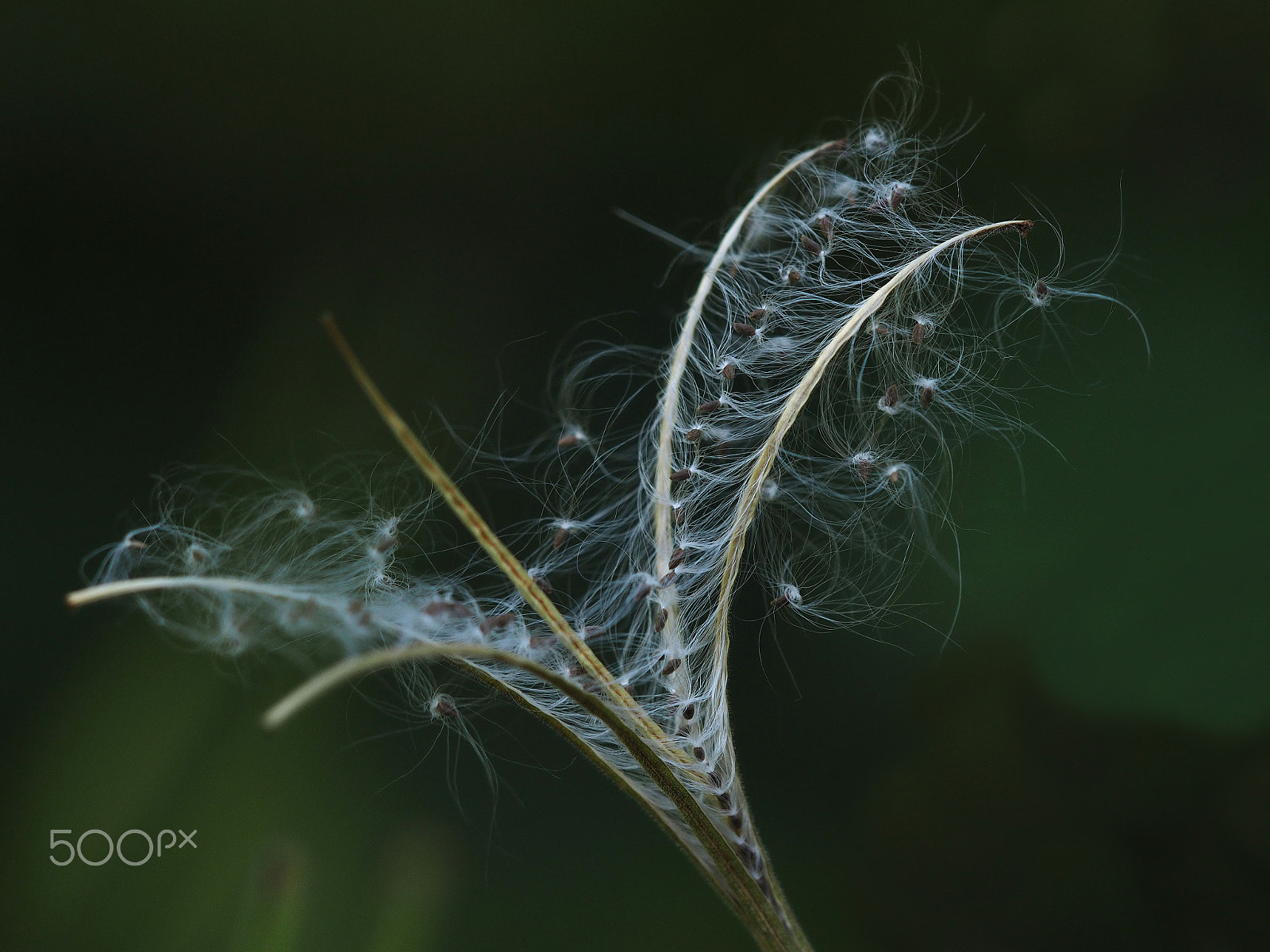 Sigma 150mm F2.8 EX DG Macro HSM sample photo. Bergweideröschen - samenstand photography