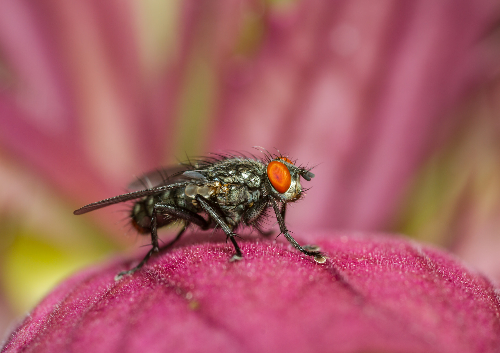 Canon MP-E 65mm F2.5 1-5x Macro Photo sample photo. Flesh fly on spiny bear's breeches photography
