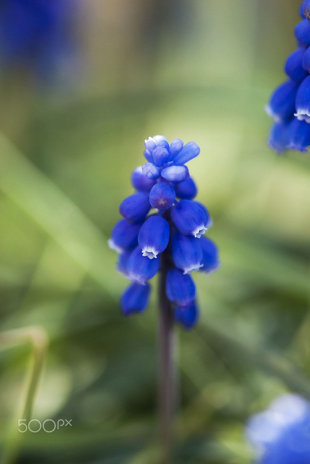 Nikon AF-S Micro-Nikkor 105mm F2.8G IF-ED VR sample photo. Blue muscari photography
