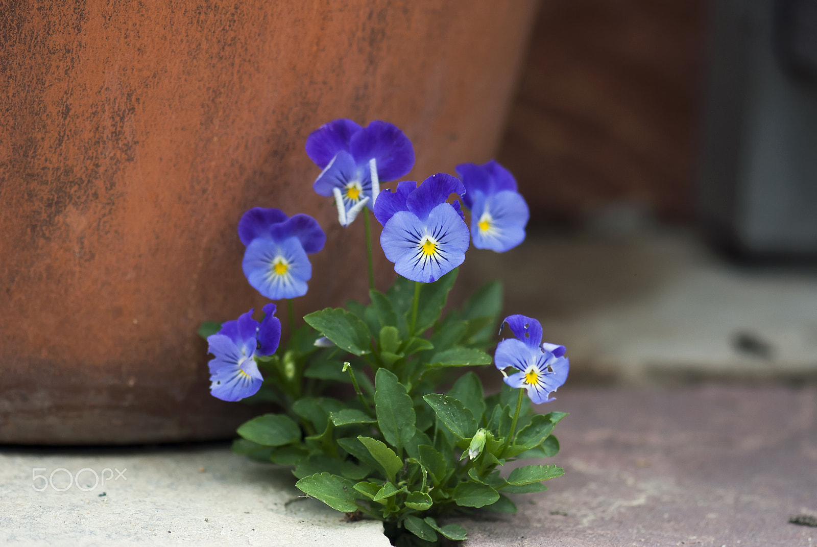 Nikon D60 + Nikon AF-S Micro-Nikkor 105mm F2.8G IF-ED VR sample photo. Bunch of violas photography