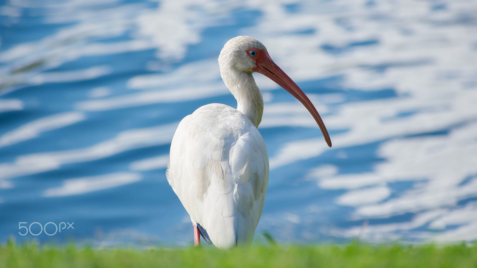 Nikon AF-S Nikkor 70-200mm F2.8G ED VR II sample photo. White ibis 1 photography
