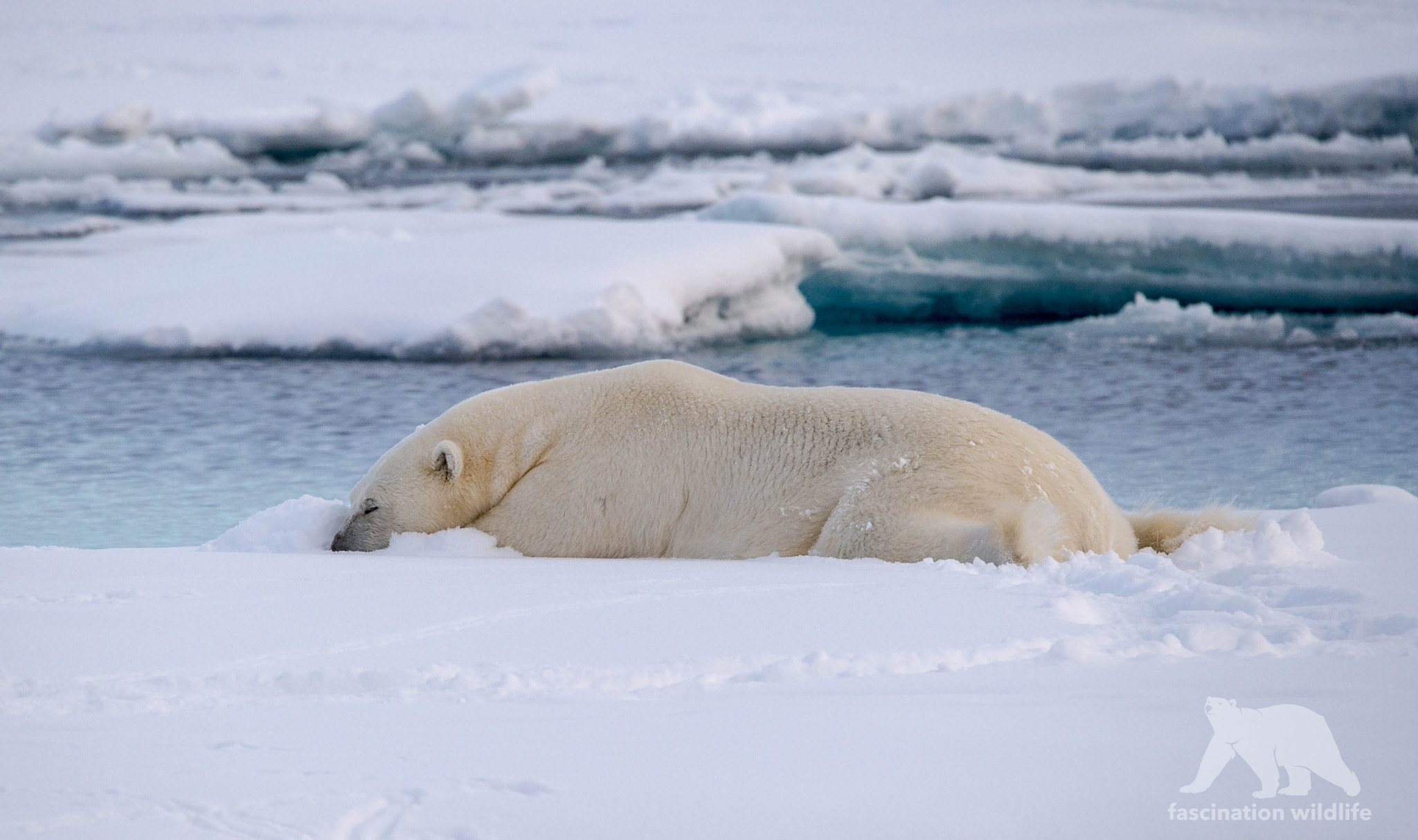 Sigma 150-600mm F5-6.3 DG OS HSM | S sample photo. Resting polar bear photography