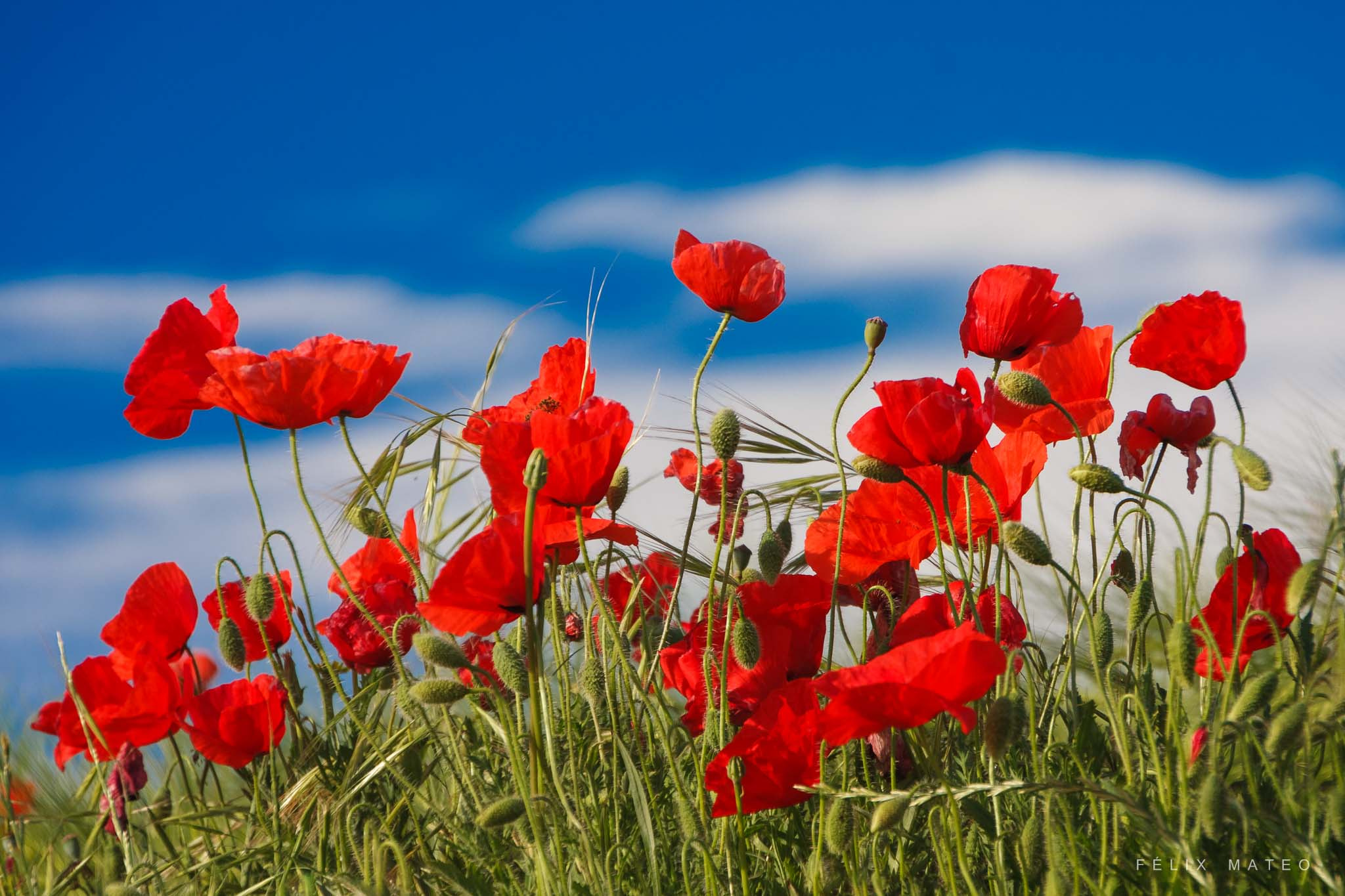 Canon EOS 40D sample photo. Amapolas photography