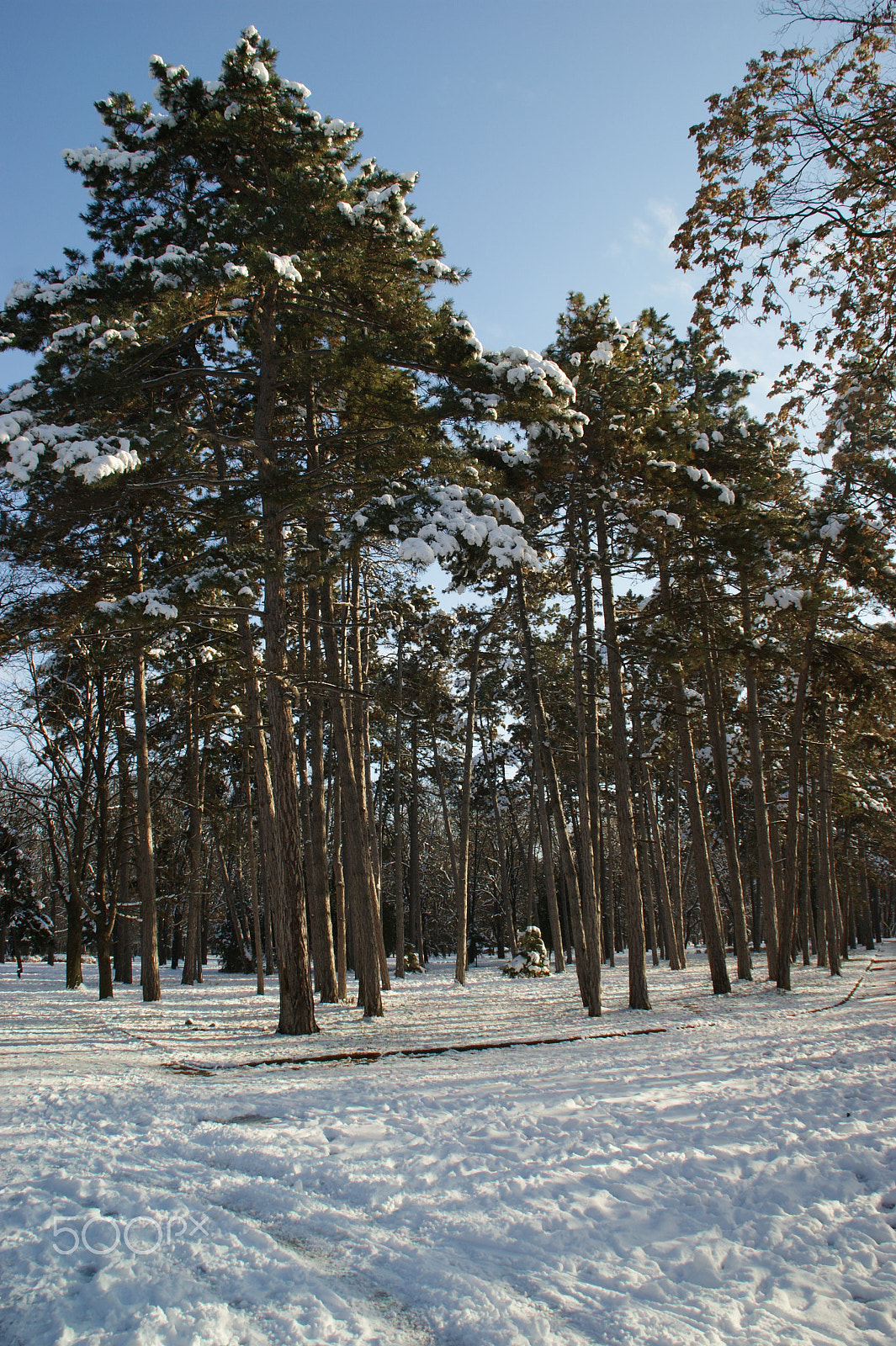 Sony Alpha DSLR-A350 sample photo. Winter in the park photography