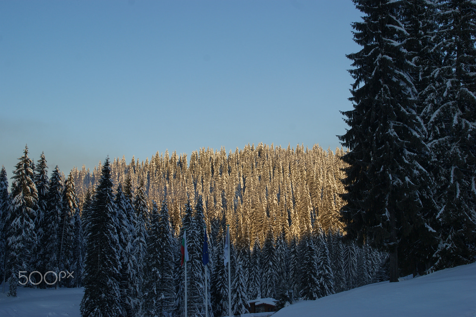 Sony DT 18-200mm F3.5-6.3 sample photo. Winter forest photography