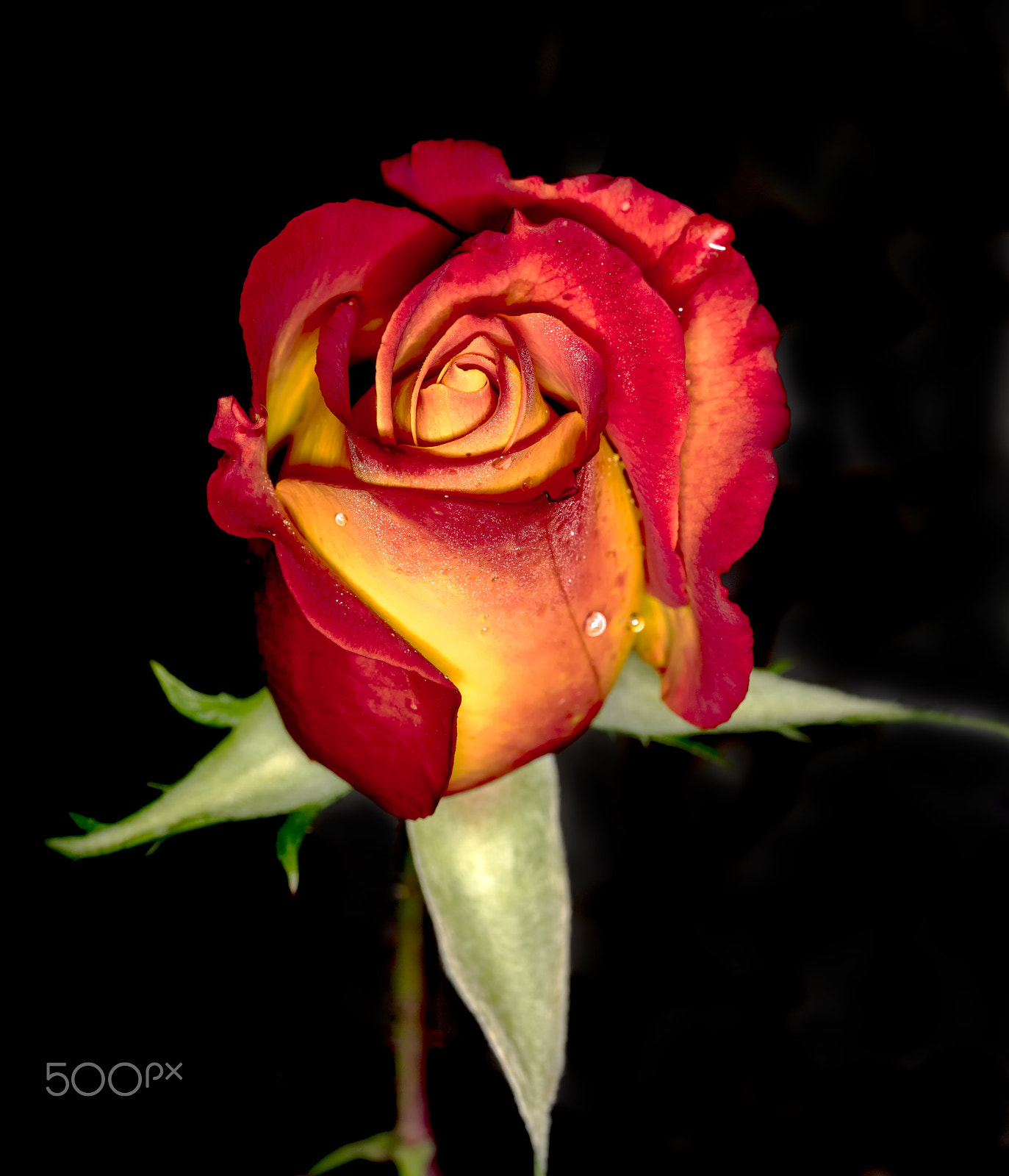 Sony a7R + Sony FE 90mm F2.8 Macro G OSS sample photo. Blooming red rose photography