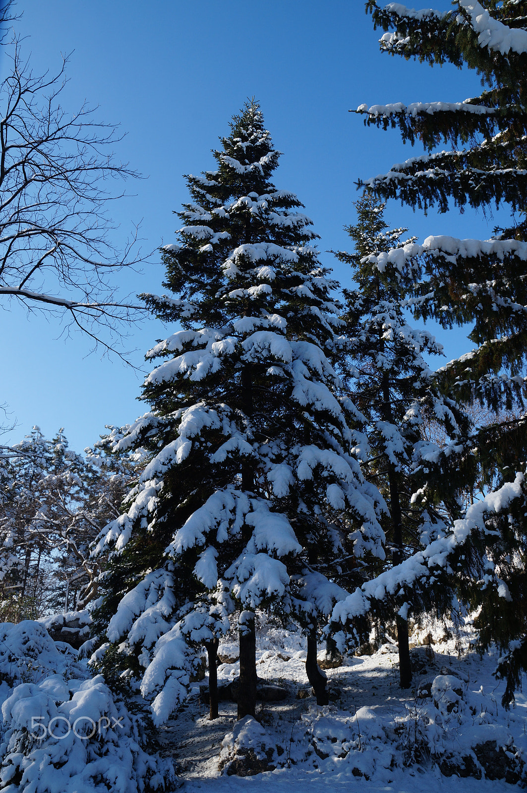 Sony DT 18-135mm F3.5-5.6 SAM sample photo. Snowy pine photography