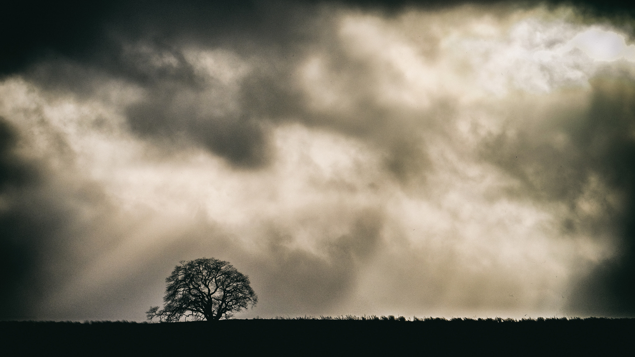 Fujifilm X-T1 sample photo. Tree of five photography