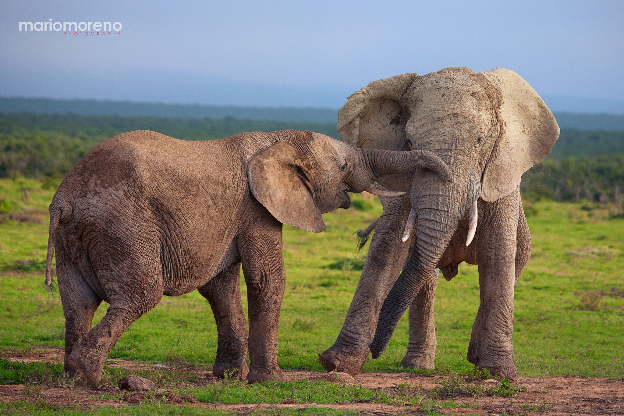 Canon EF 100-400mm F4.5-5.6L IS USM sample photo. Addo playtime photography