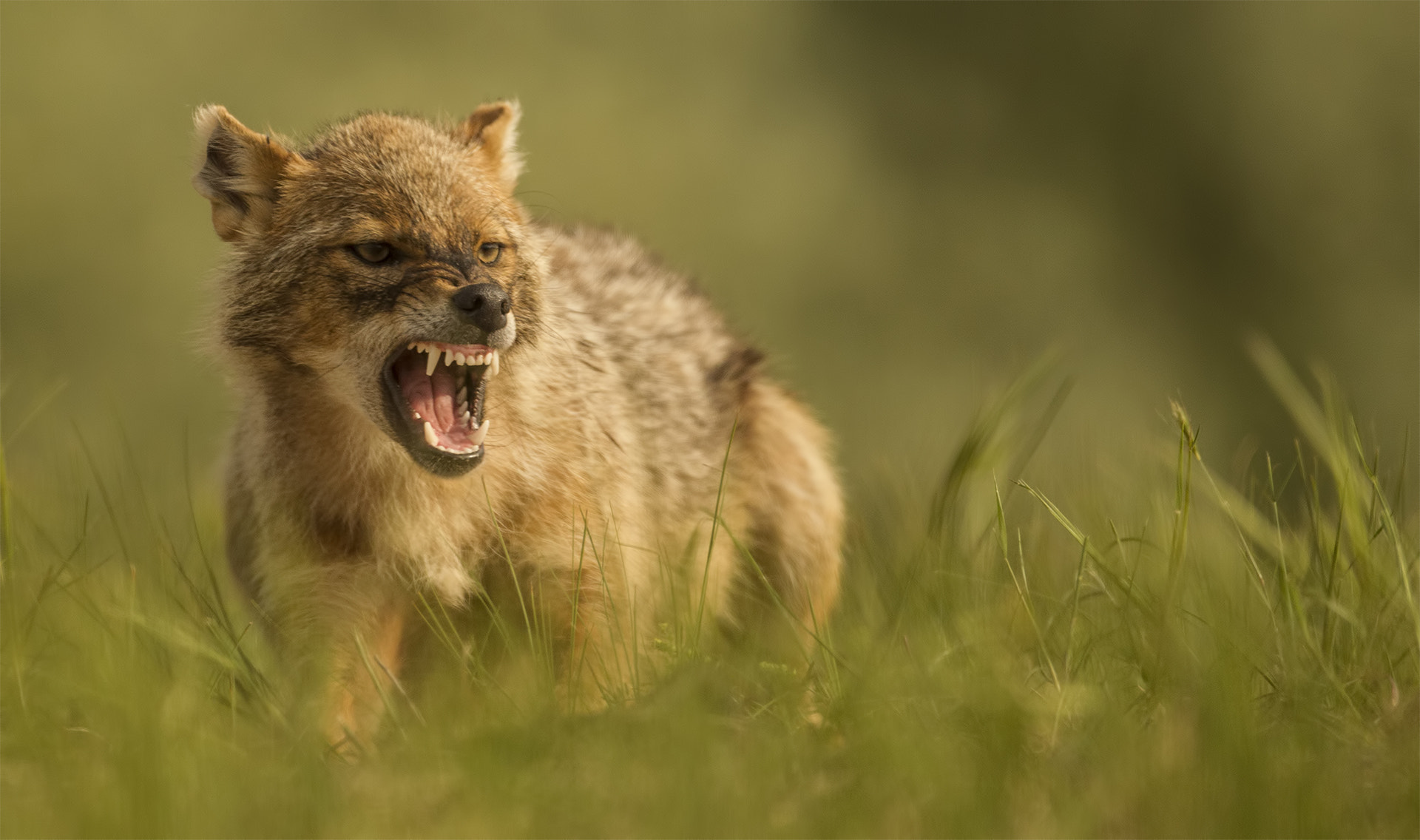 Canon EF 500mm F4L IS USM sample photo. Grumpy photography