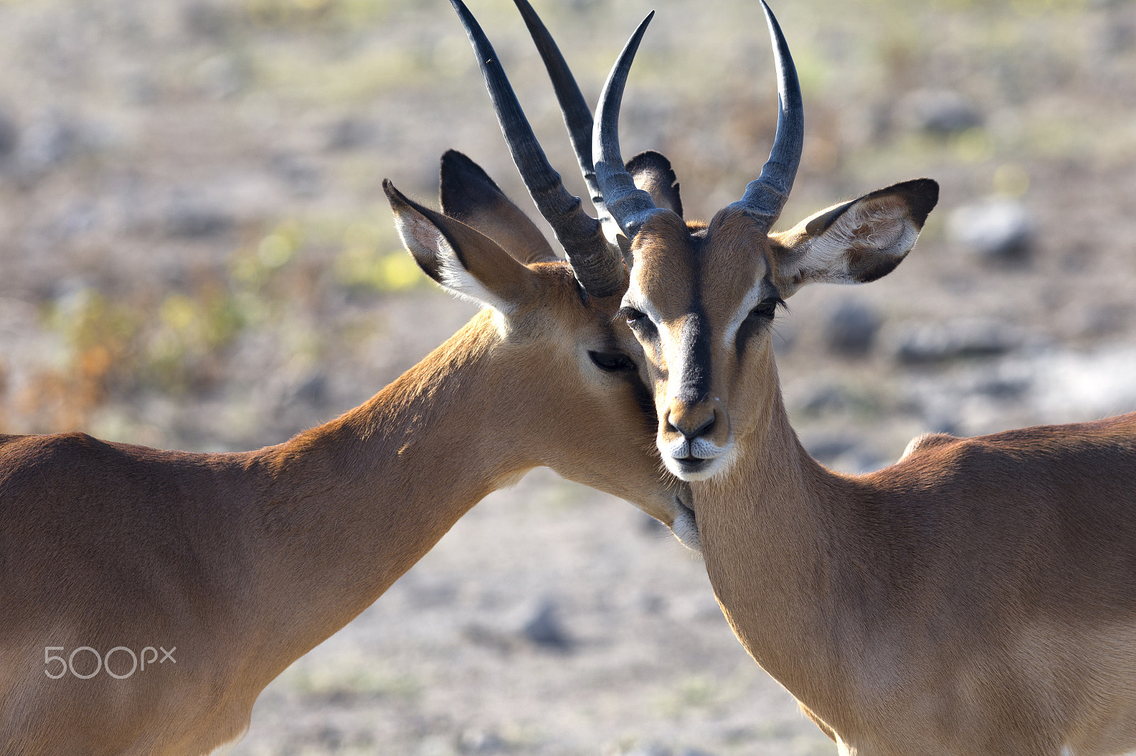 Canon EOS 6D + Canon EF 300mm F4L IS USM sample photo. Img photography