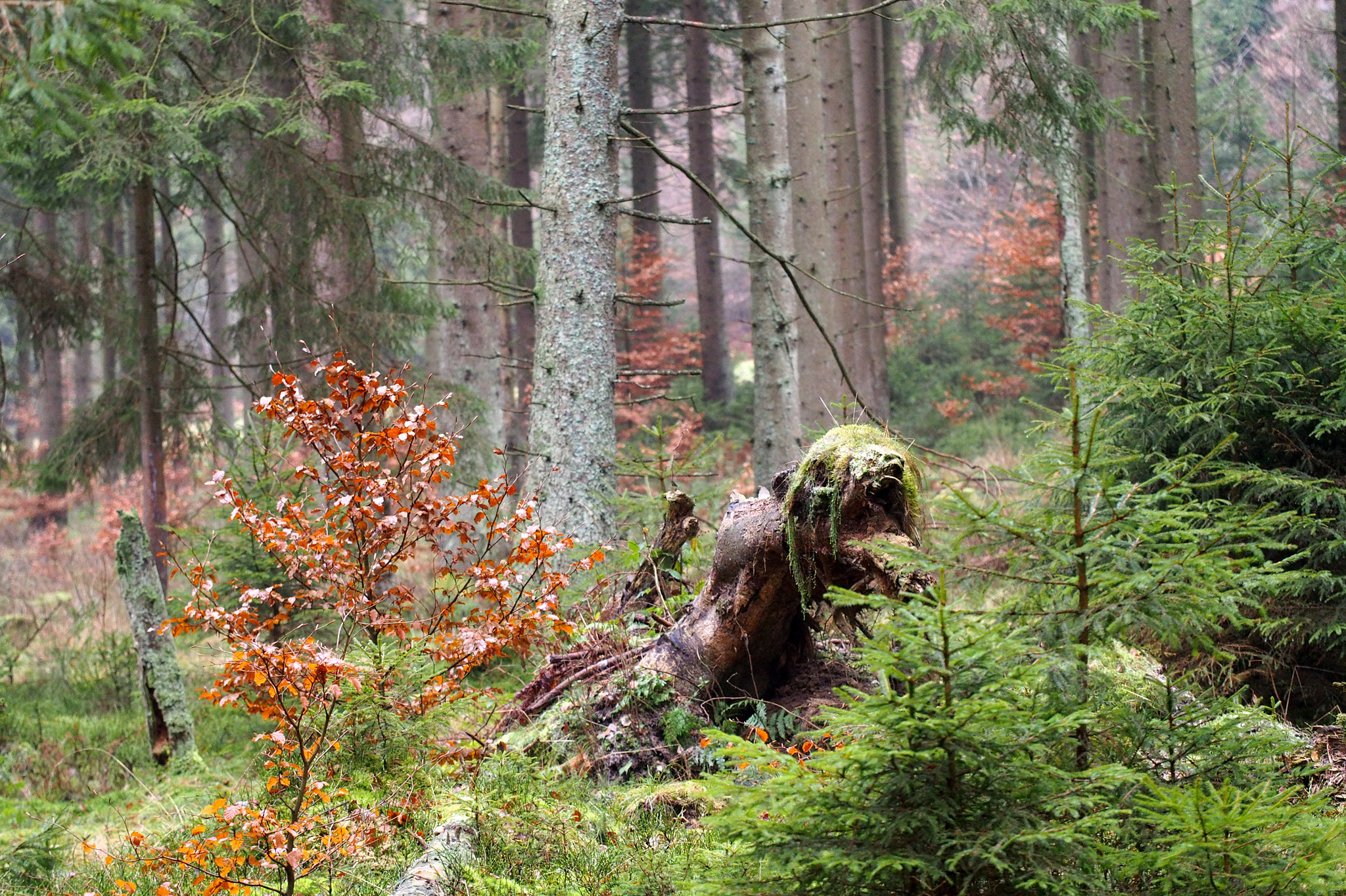 Olympus PEN E-PL5 sample photo. The thing in the woods photography