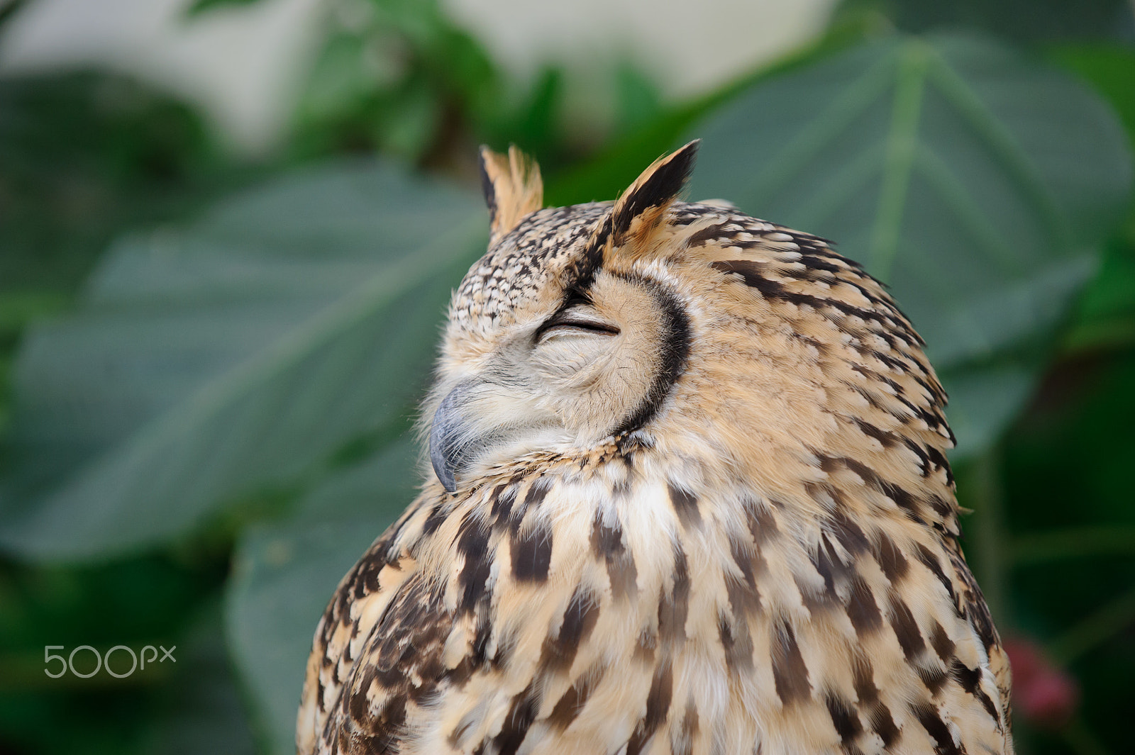 Nikon D3S sample photo. Sleeping photography