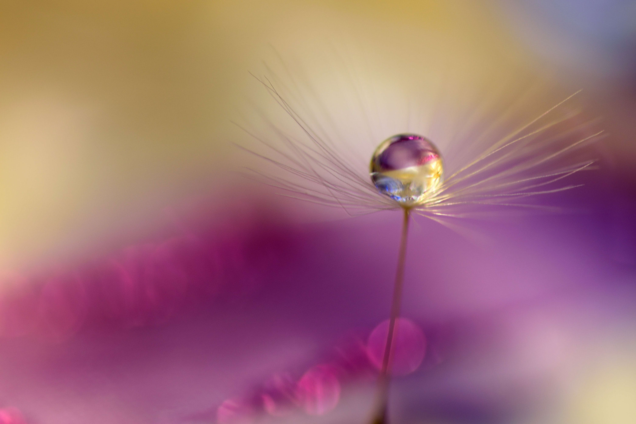 Sigma 105mm F2.8 EX DG OS HSM sample photo. Bright photography