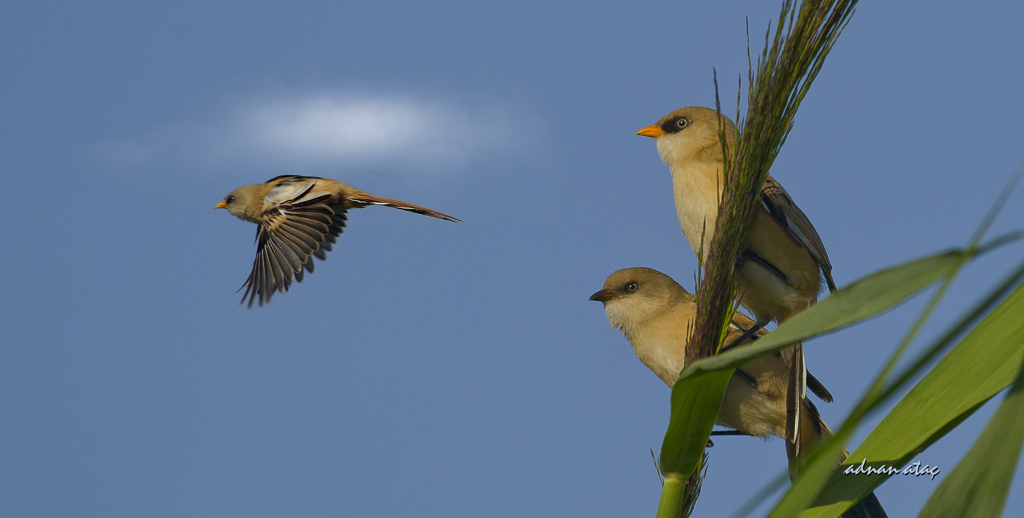 Nikon D3S sample photo. Bıyıklı baştankara - bearded reedling - panurus biarmicus photography