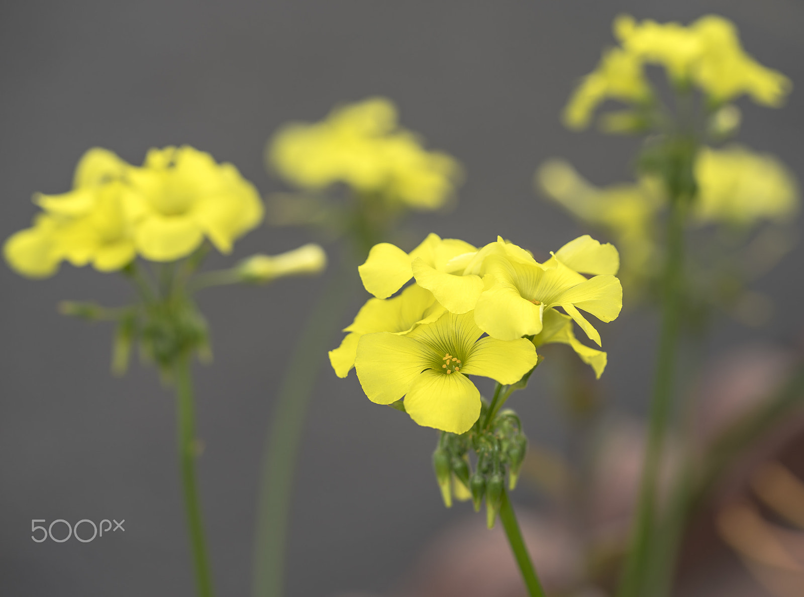 Sony a7R + Sony FE 90mm F2.8 Macro G OSS sample photo. Blooming daisy photography