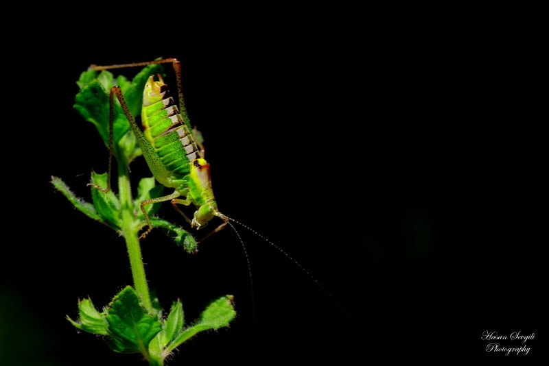 Canon 150mm sample photo. Poecilimon photography