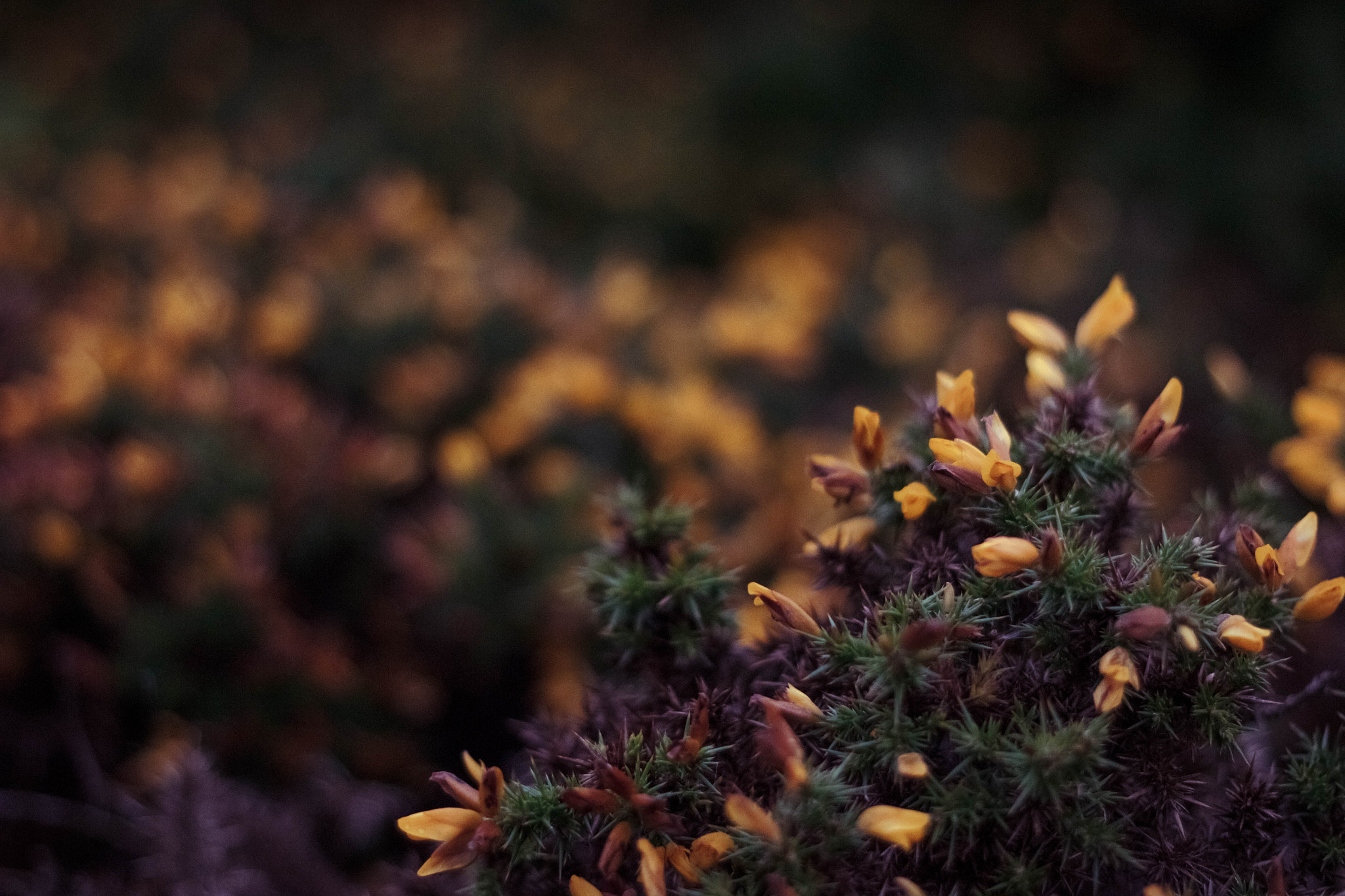 Canon EOS 550D (EOS Rebel T2i / EOS Kiss X4) sample photo. Morning flowers photography