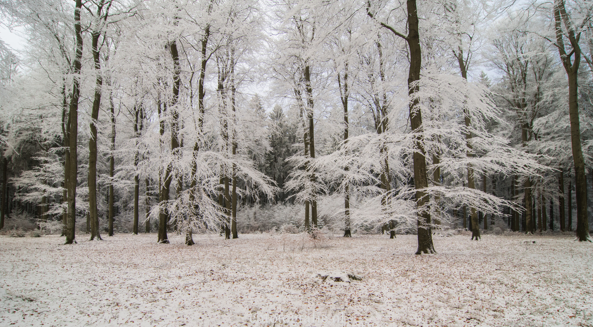 Tokina AT-X Pro 12-24mm F4 (IF) DX sample photo. Fairytale in the belgium ardens photography