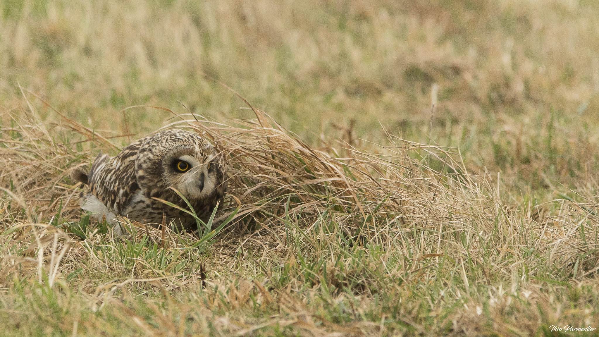 Canon EOS 7D Mark II + Canon EF 300mm F2.8L IS USM sample photo. Short eared owl / hibou des marais photography