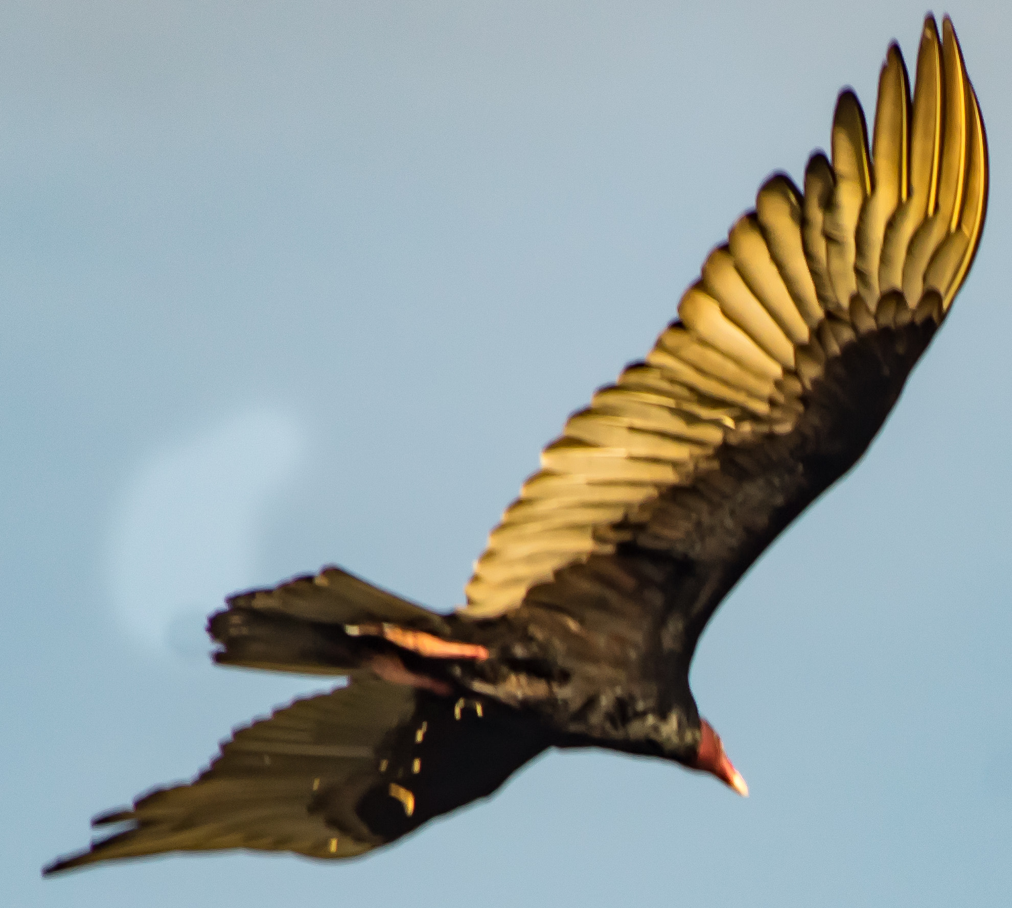 smc PENTAX-DA L 55-300mm F4-5.8 ED sample photo. Gliding raptor photography