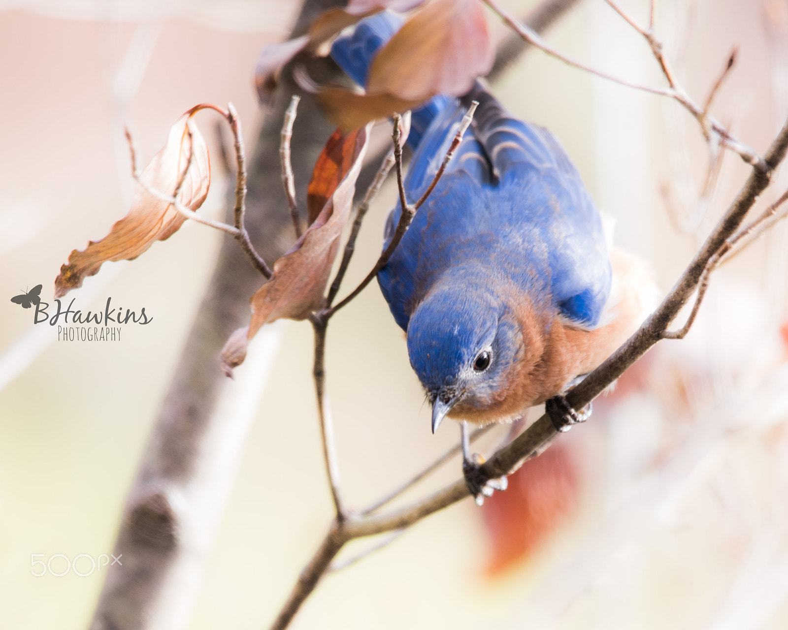 Nikon Nikkor AF-S 300mm F4E PF ED VR sample photo. In the bleak mid-winter ~ the bluebird of happiness comes calling photography