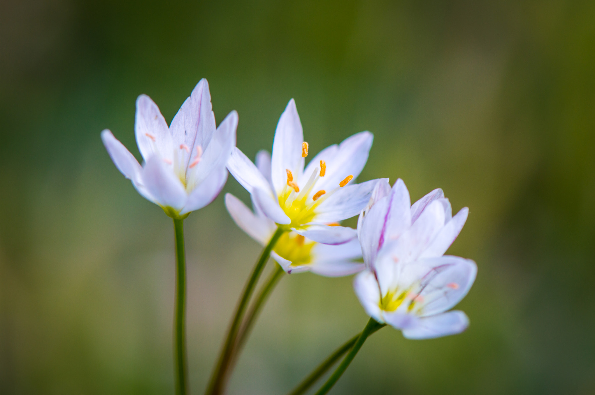 Nikon AF-S Micro-Nikkor 105mm F2.8G IF-ED VR sample photo
