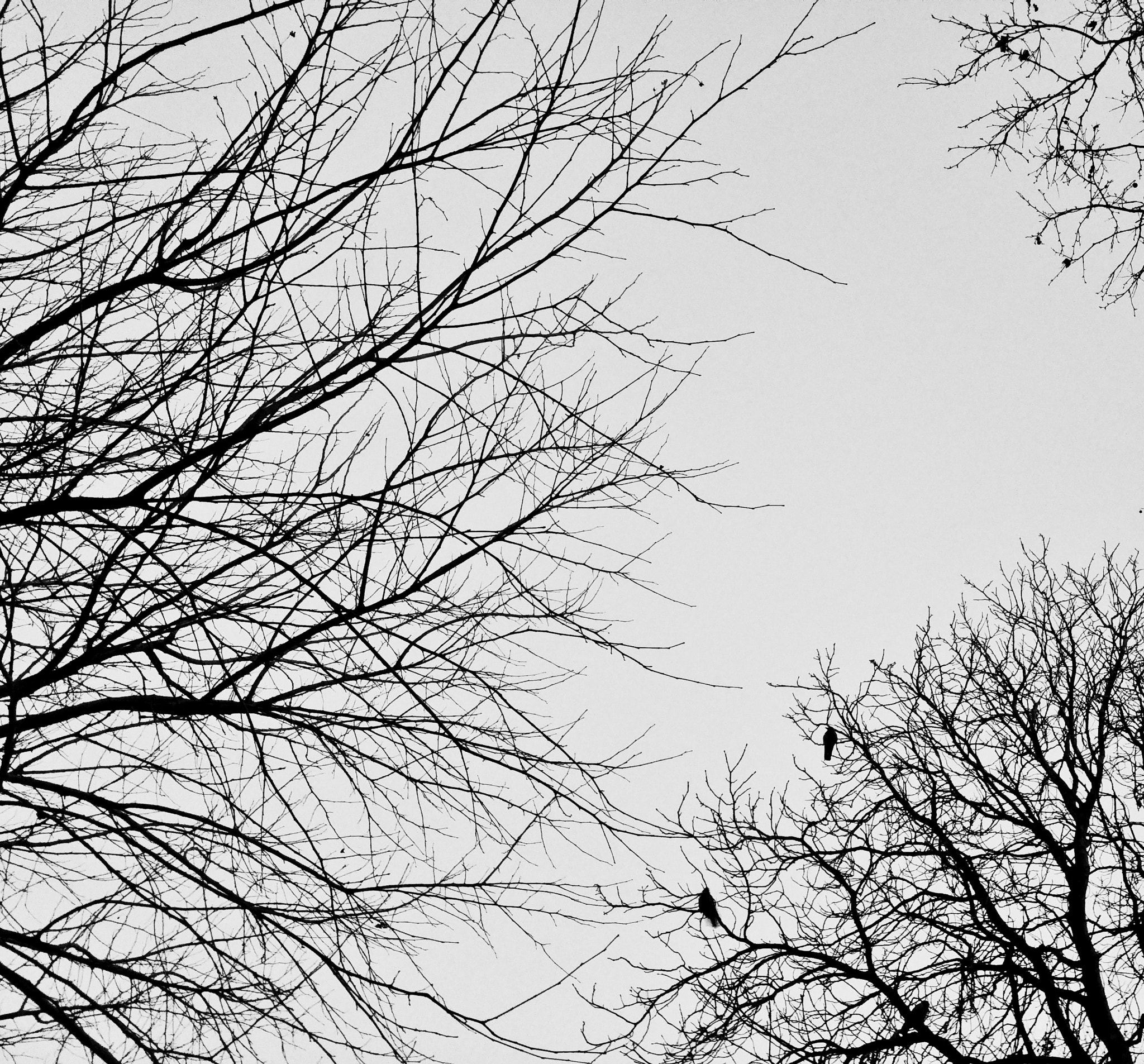 LG H815TR sample photo. Trees and birds photography