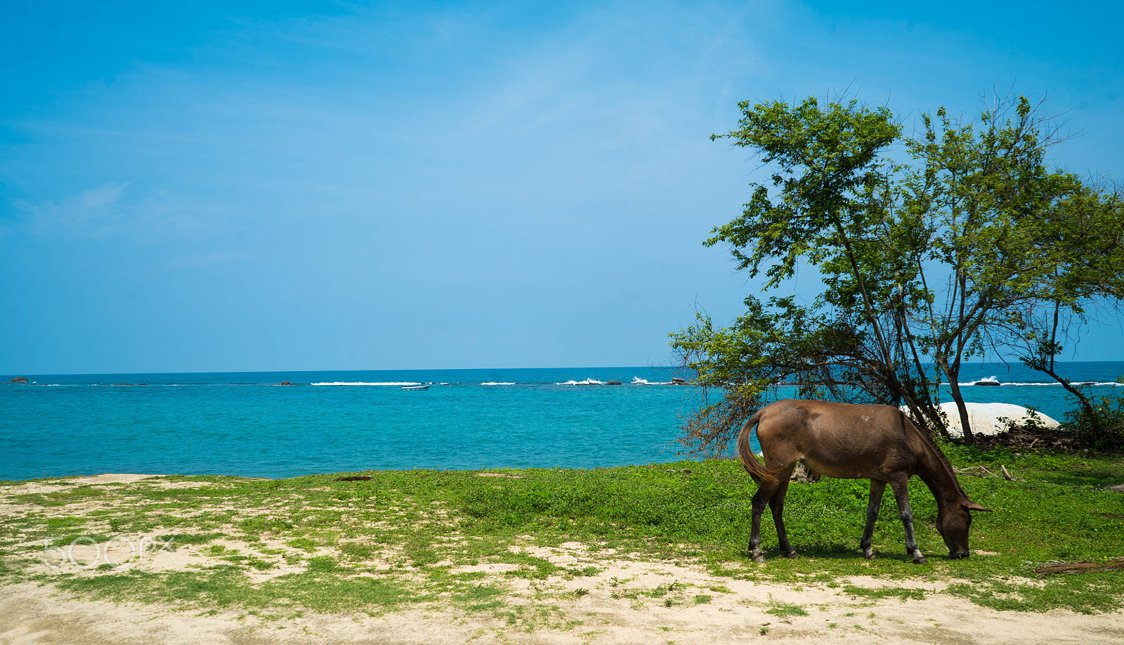 Sony a7S + Sony FE 28-70mm F3.5-5.6 OSS sample photo. A wild horse with a view photography