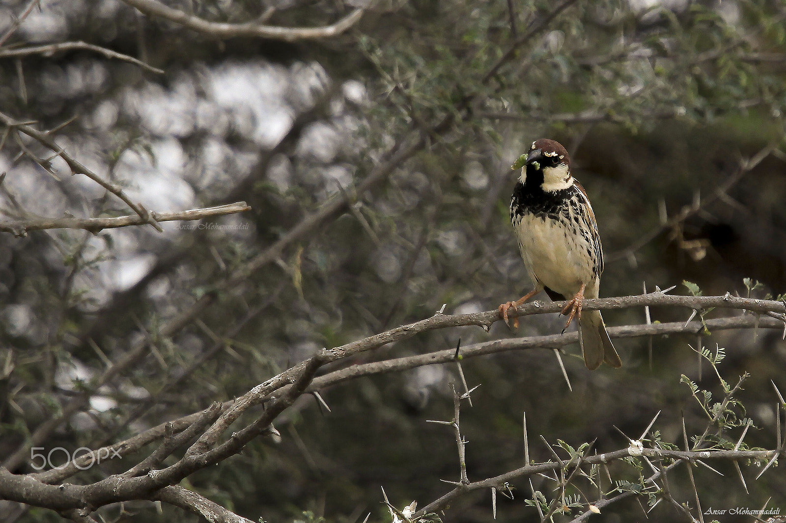 Canon EF 70-200mm F4L IS USM sample photo. Sparrow photography