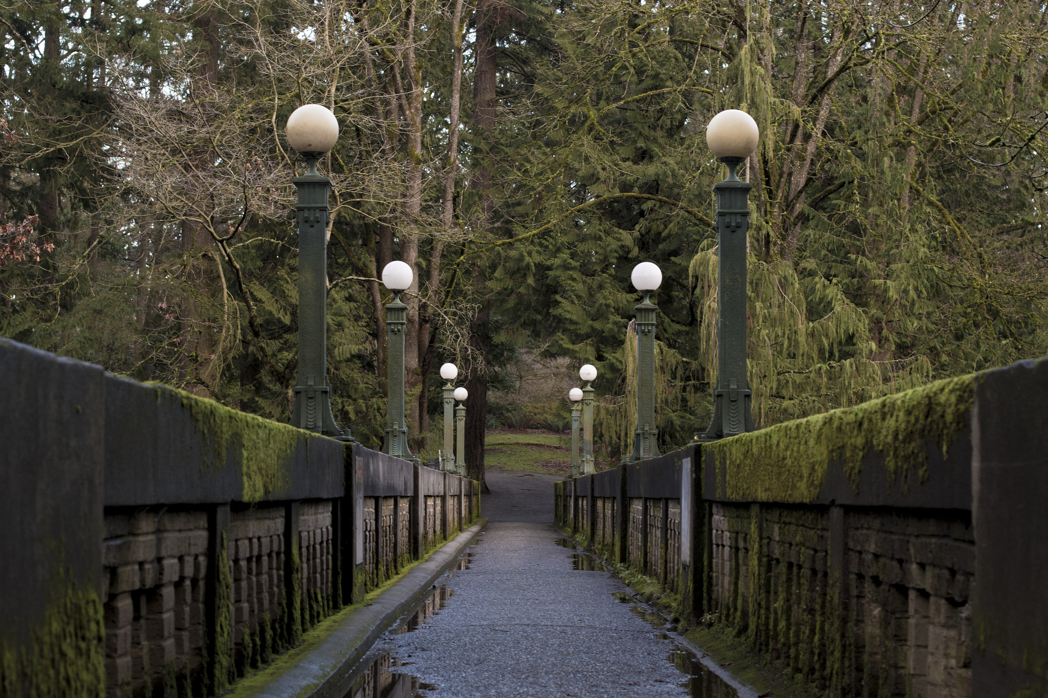 Nikon D500 + Nikon AF-S Nikkor 50mm F1.4G sample photo. Washington arboretum bridge photography