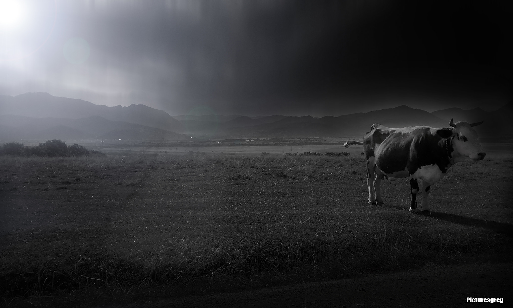 Nikon Coolpix S2900 sample photo. Cow photography