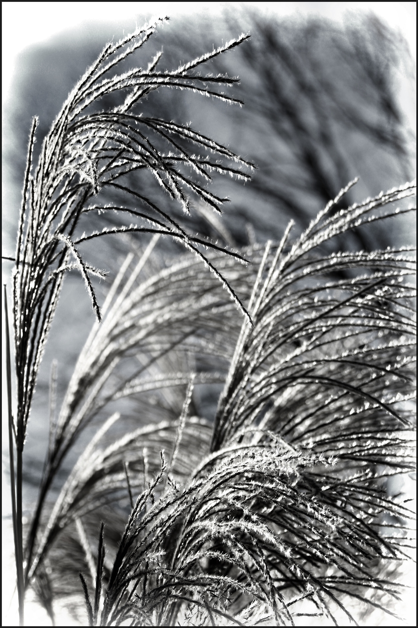 Canon EOS 600D (Rebel EOS T3i / EOS Kiss X5) + Canon EF 28-80mm f/3.5-5.6 sample photo. Pampas grass... photography