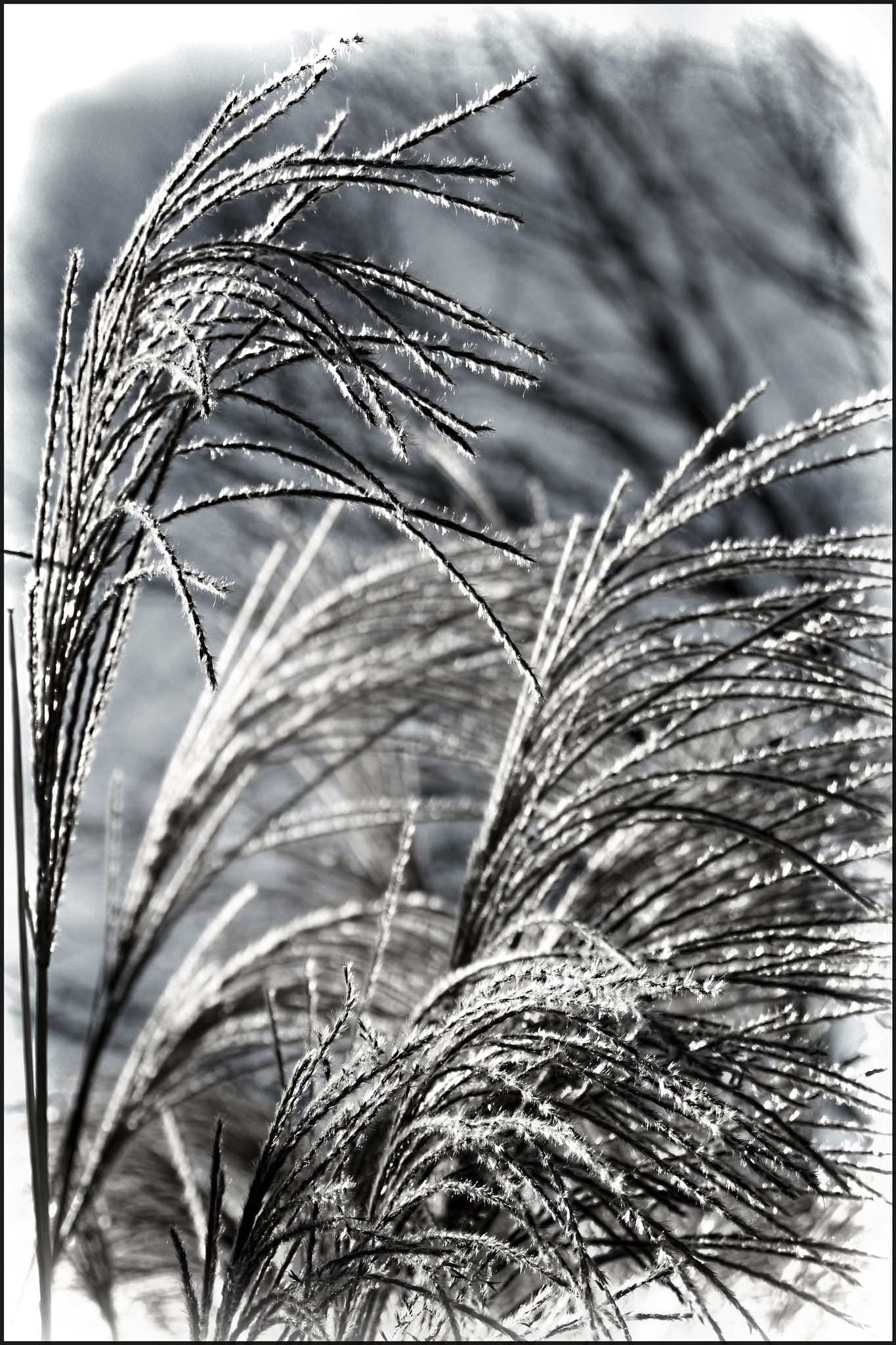 Canon EF 28-80mm f/3.5-5.6 sample photo. Pampas grass... photography