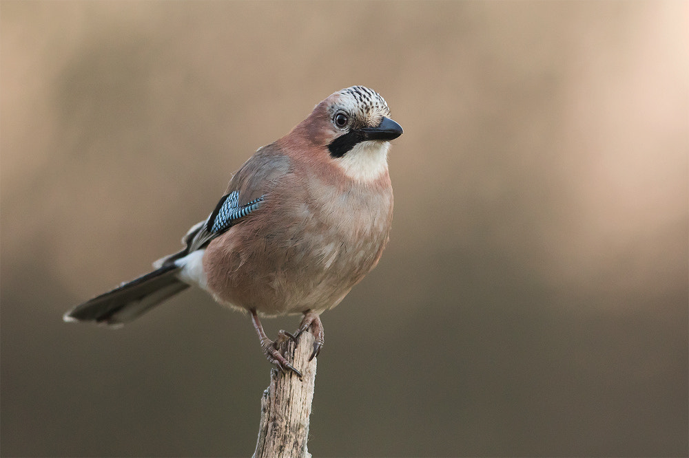 Canon EF 300mm F2.8L IS USM sample photo. Natur jay photography