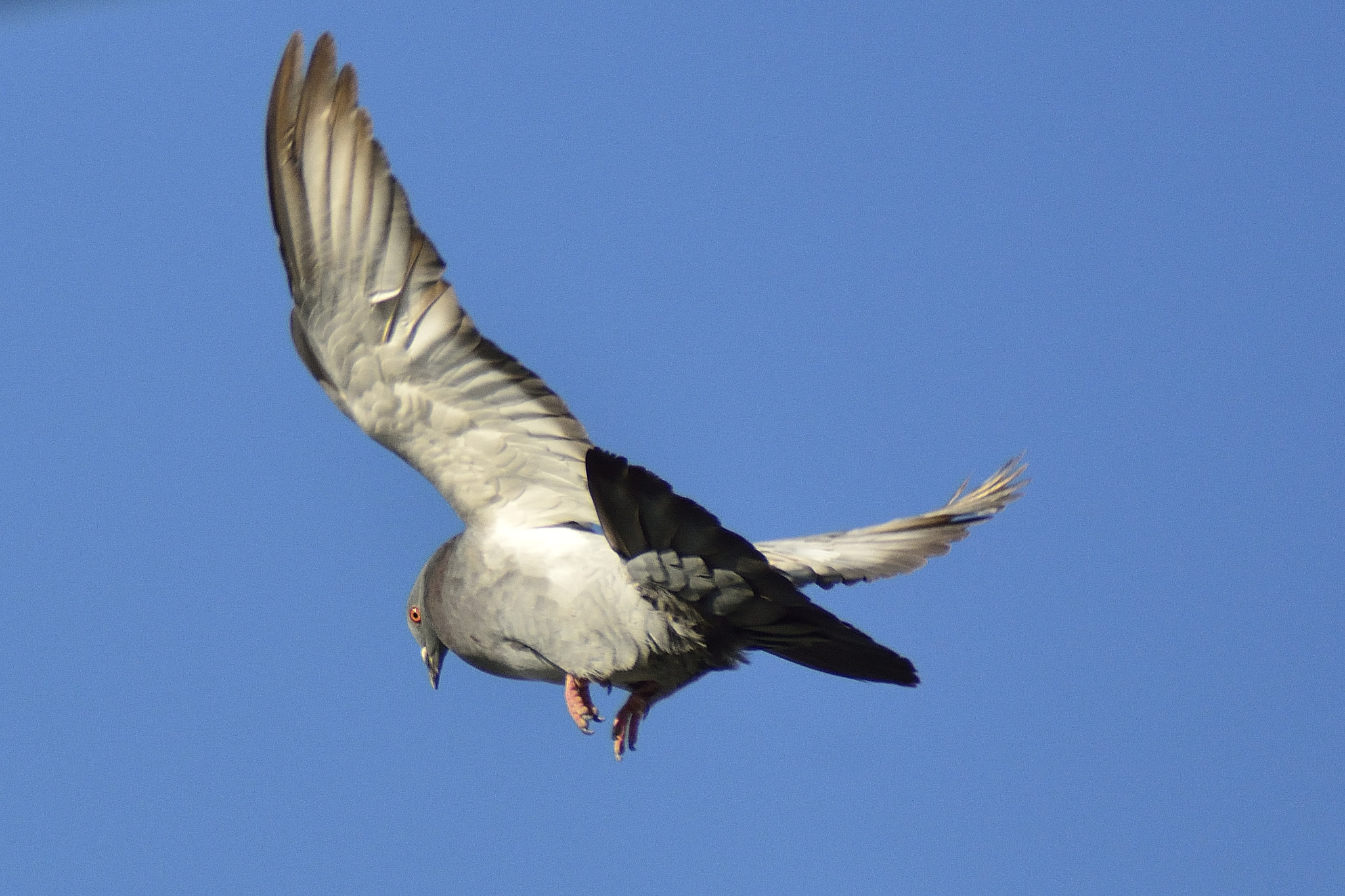 Nikon D7100 sample photo. Pigeon flying photography