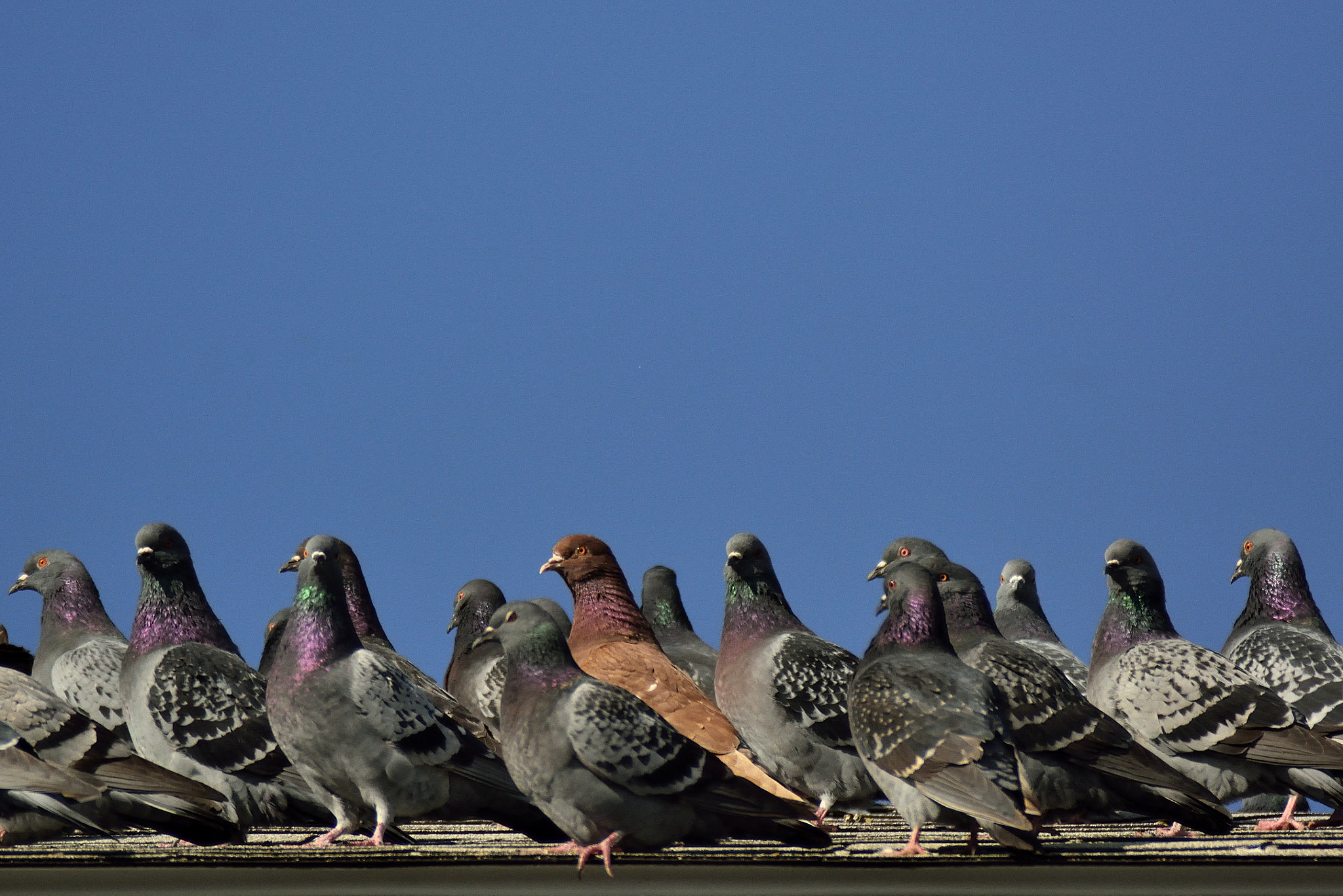 Nikon D7100 + Sigma APO 400mm F5.6 sample photo. Standing out in a crowd photography