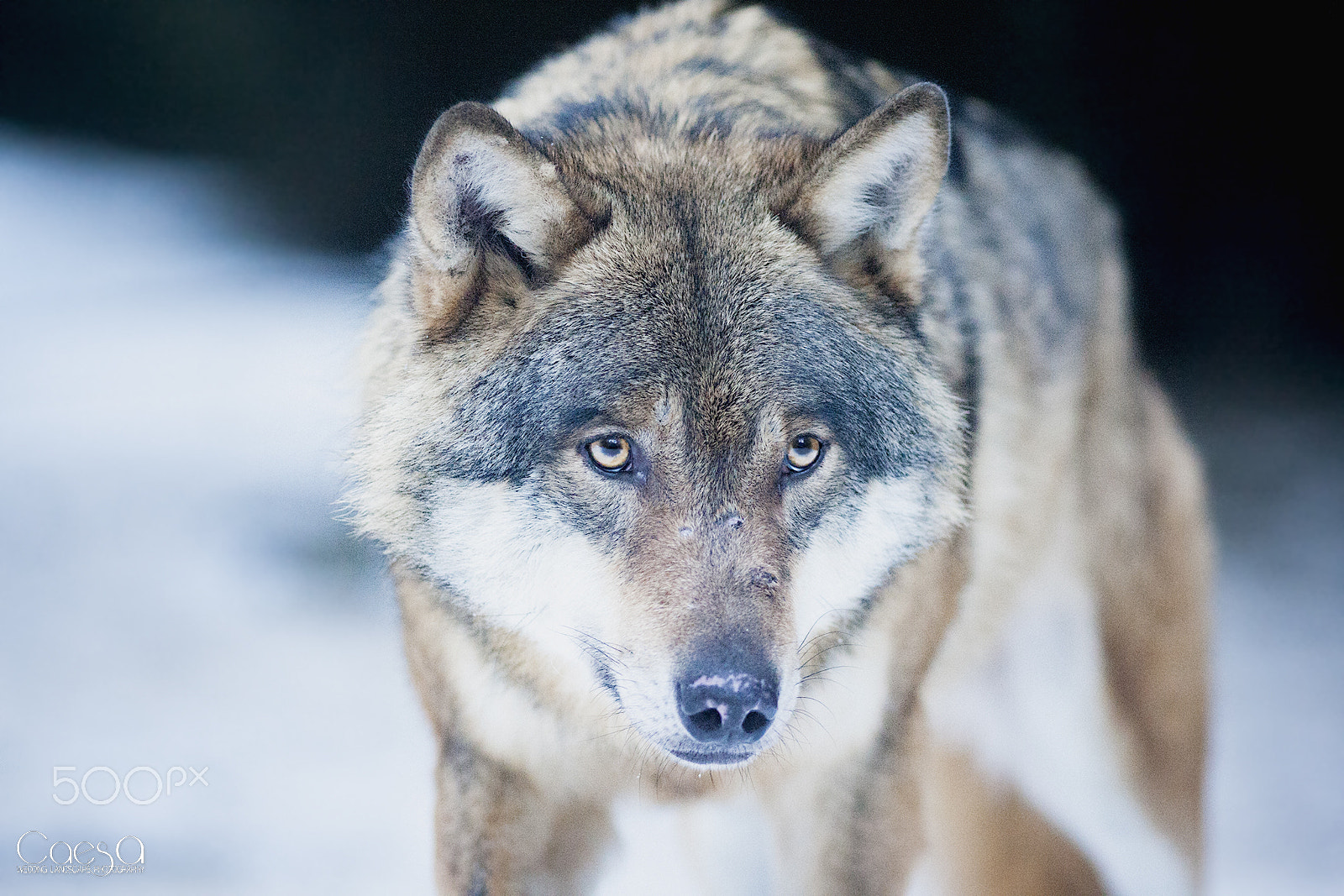 Canon EOS-1D Mark III sample photo. Wolf photography