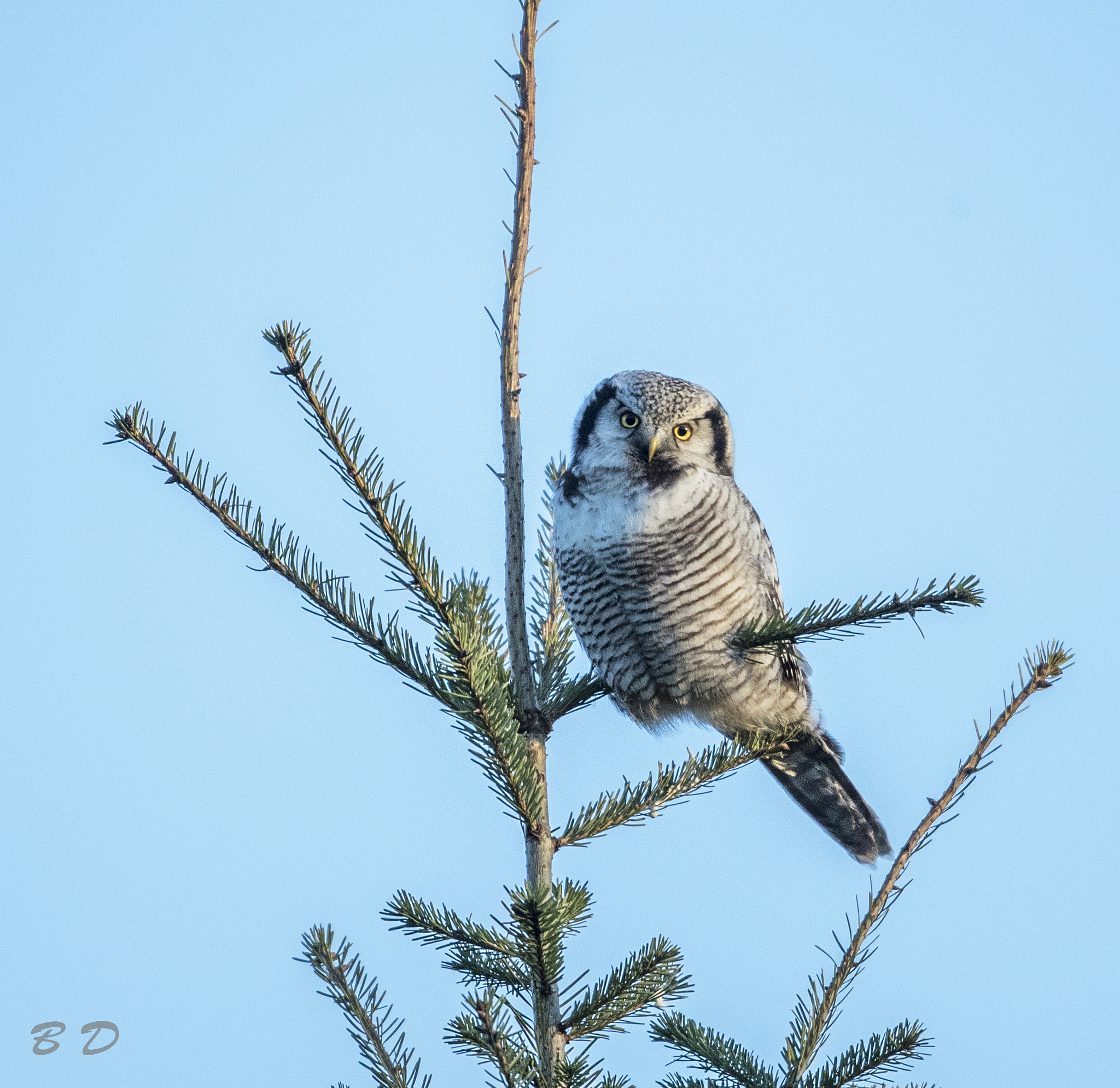 Canon EF 500mm F4L IS USM sample photo. Hawk owl photography