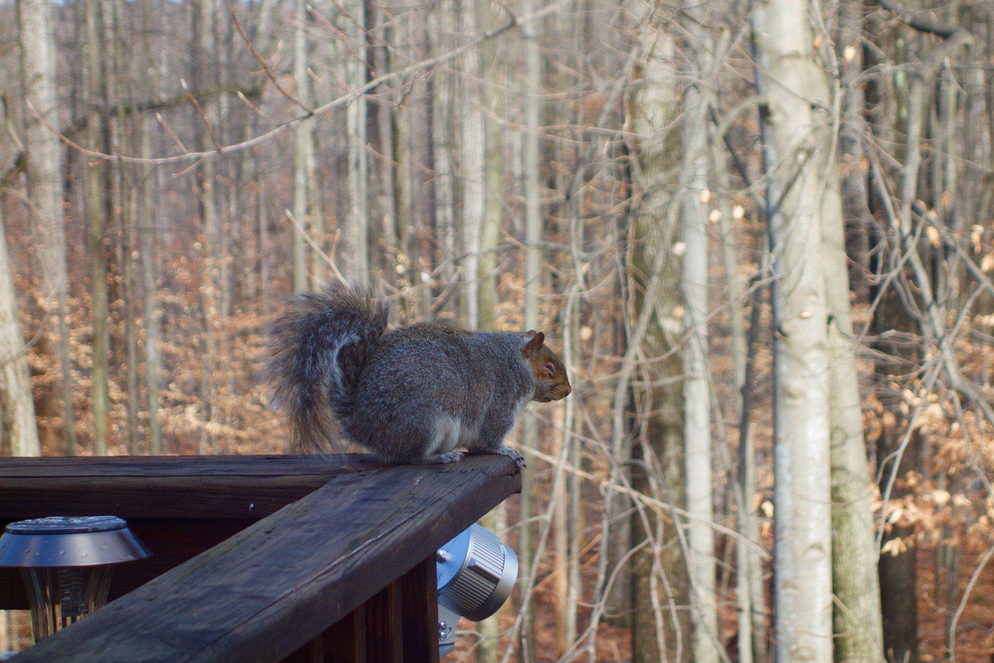 Sony Cyber-shot DSC-RX100 + Sony 28-100mm F1.8-4.9 sample photo. One-eyed squirrel photography