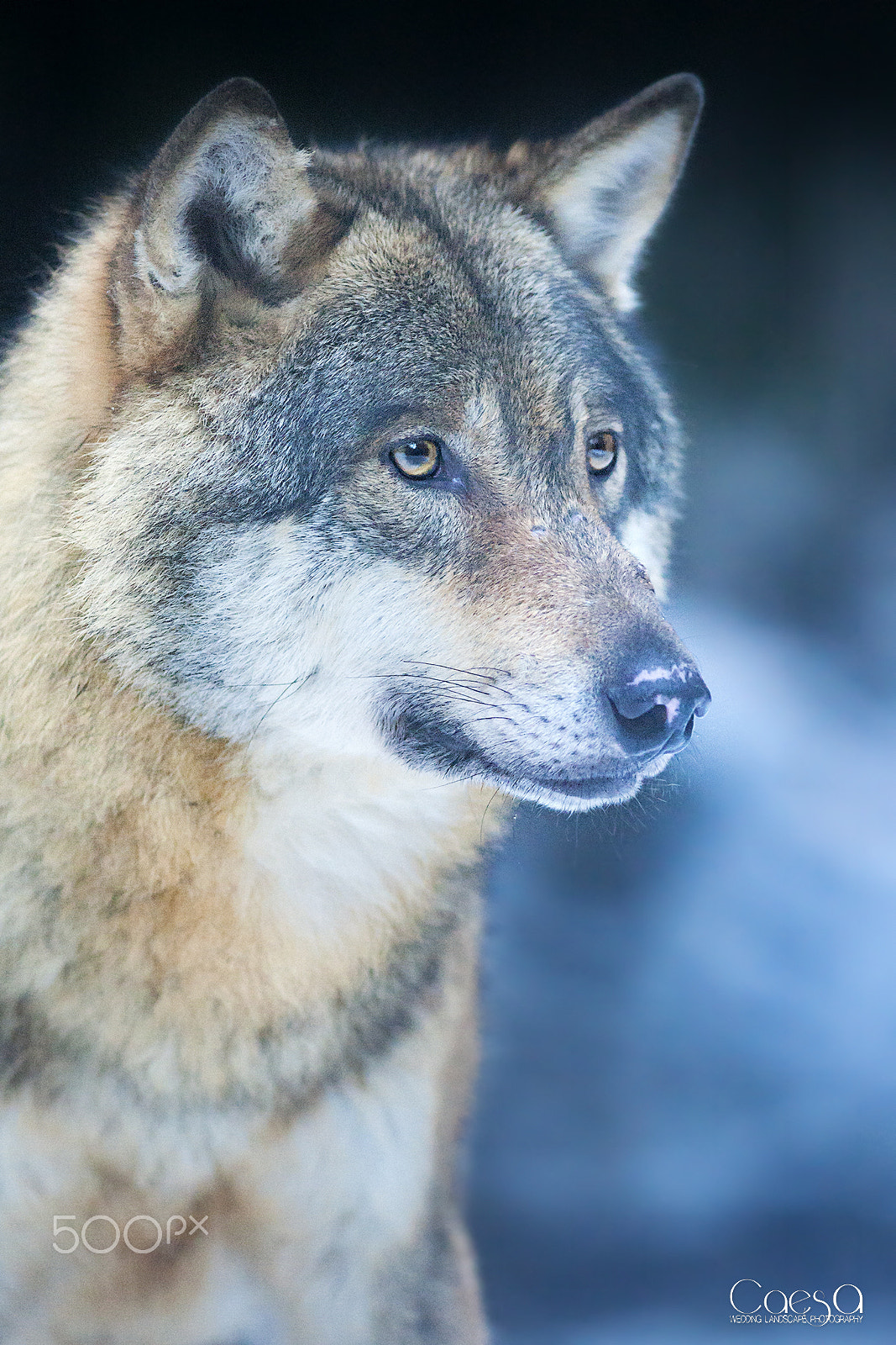 Canon EOS-1D Mark III sample photo. Loup / wolf photography